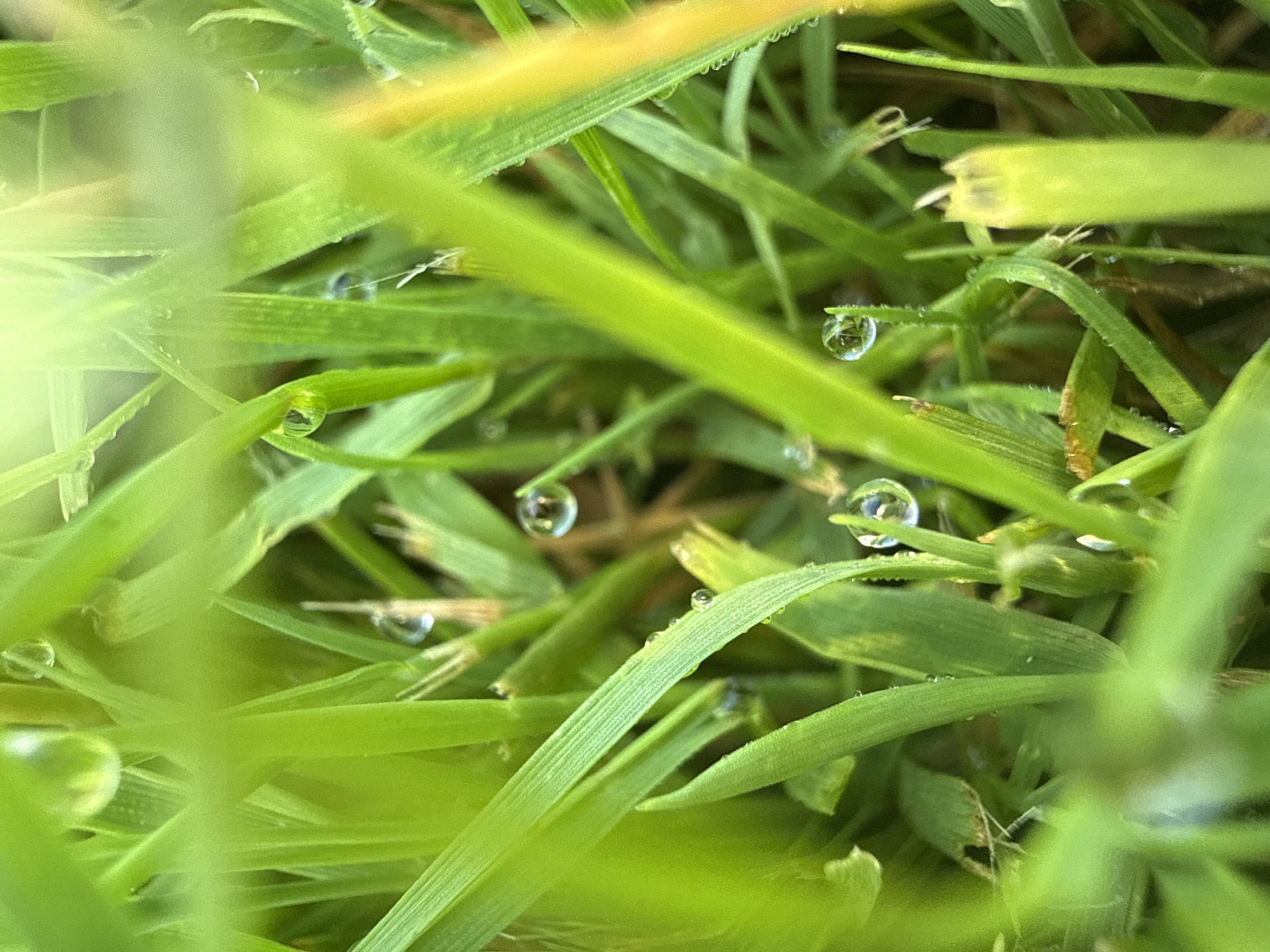 Macro nature photography in a Baryshevo summer morning