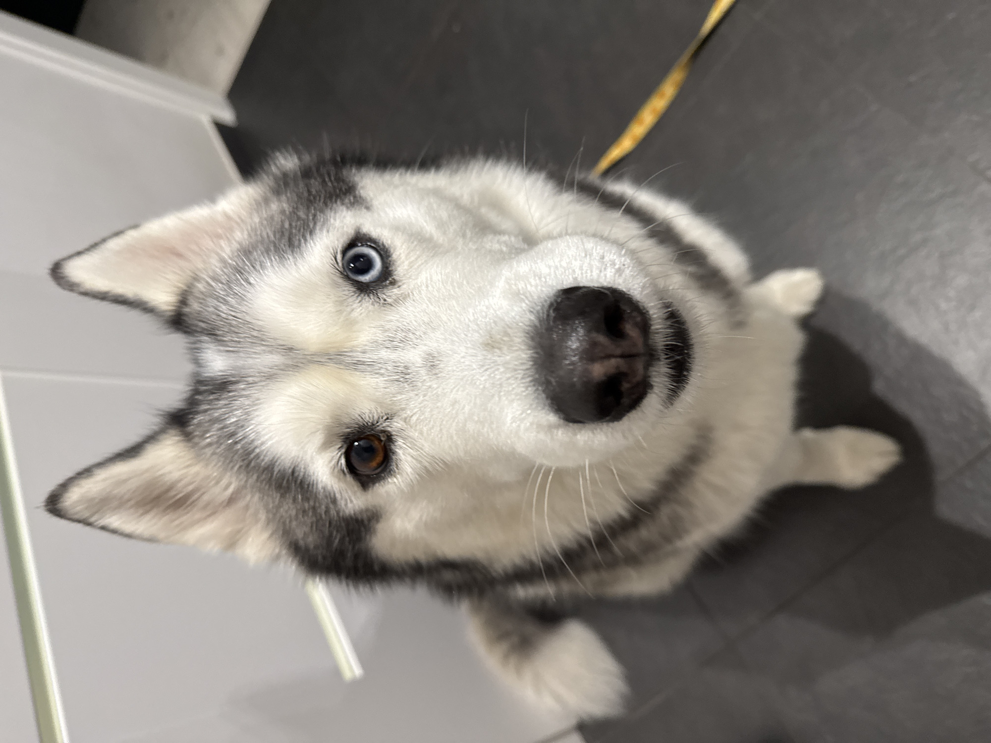Siberian Husky photographed indoors with decorative elements Friday evening