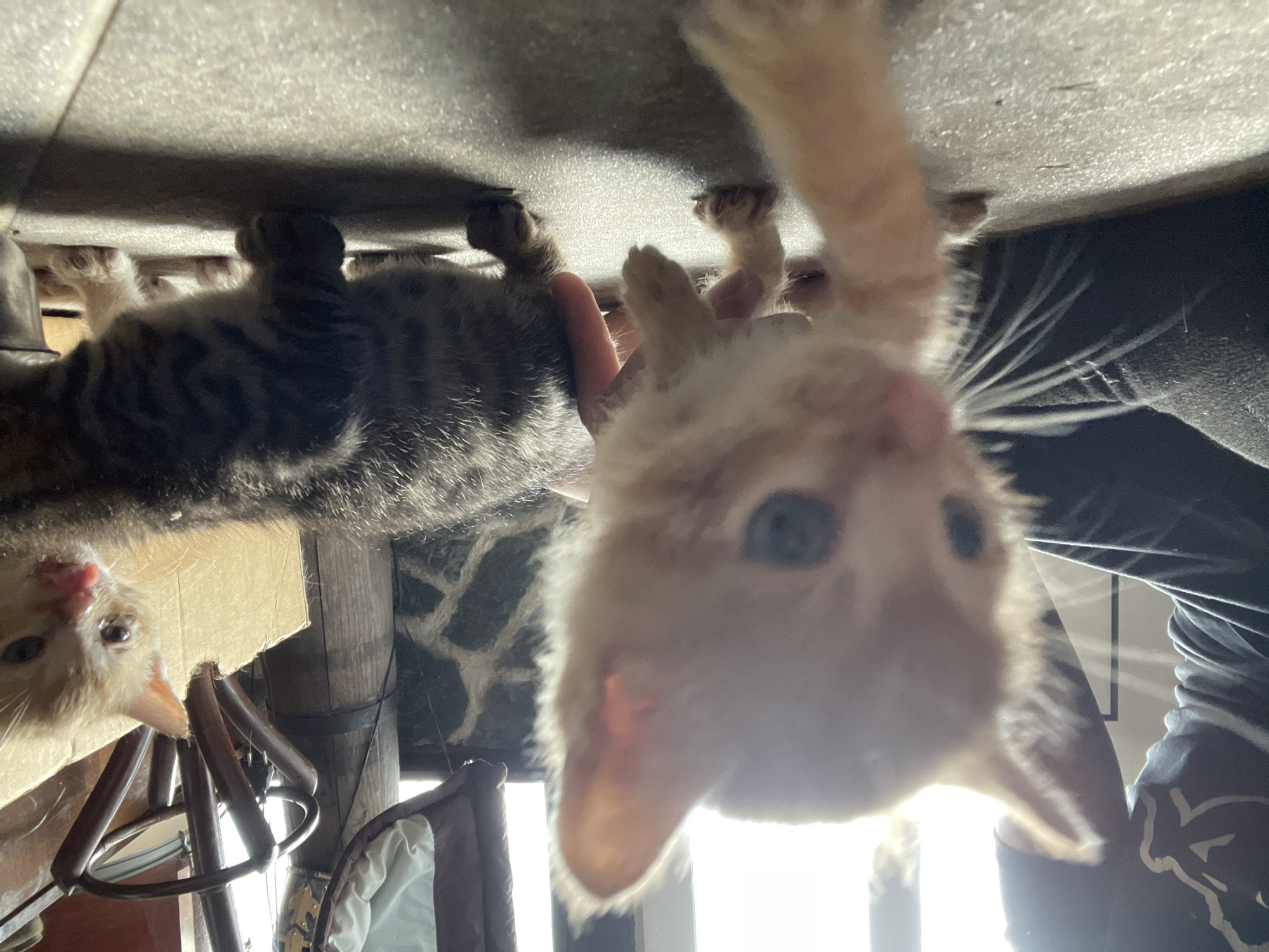Kittens and chickens observed at Bulgarian residence