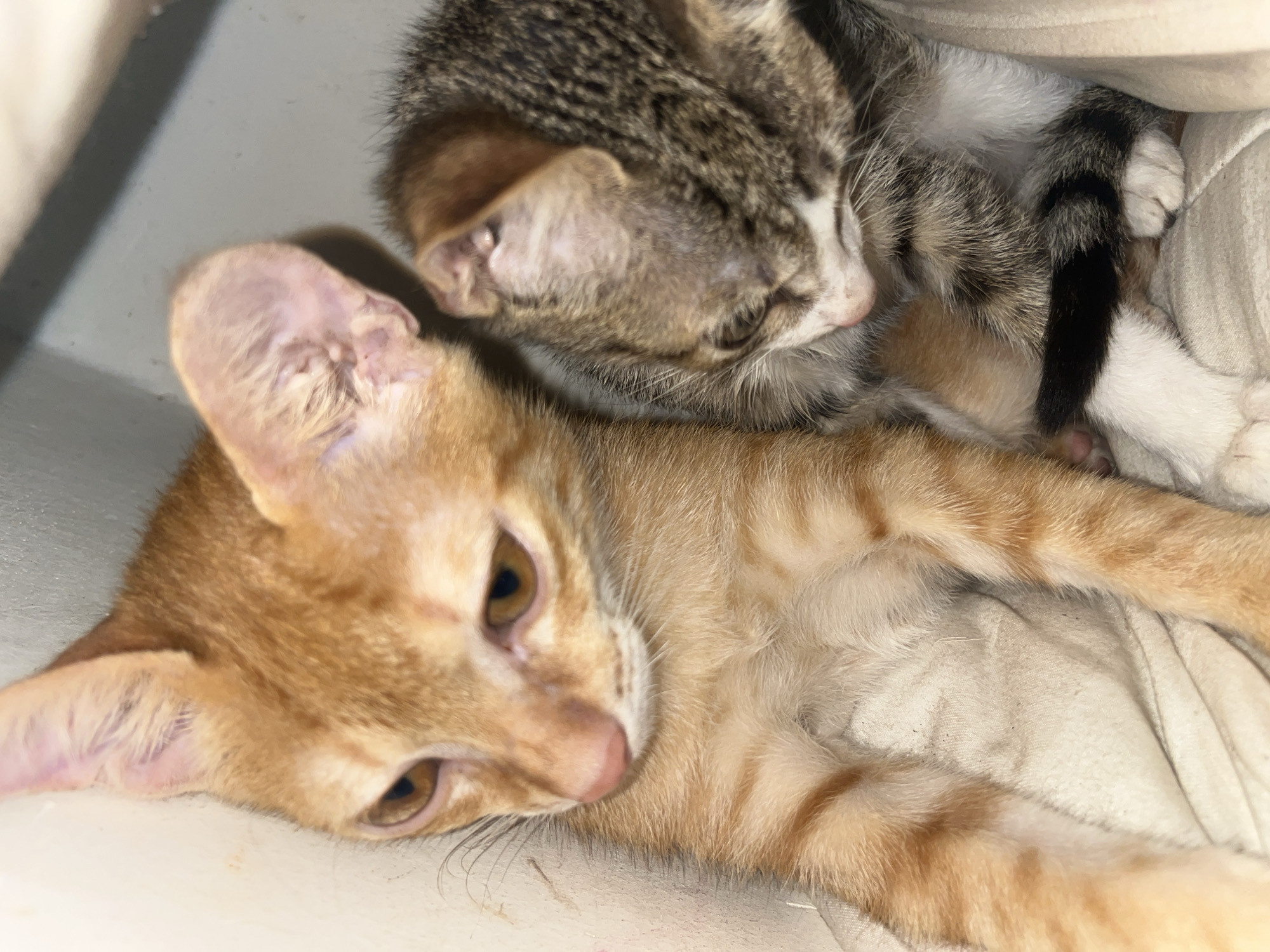Two kittens nap together on soft bedding, totally unbothered.