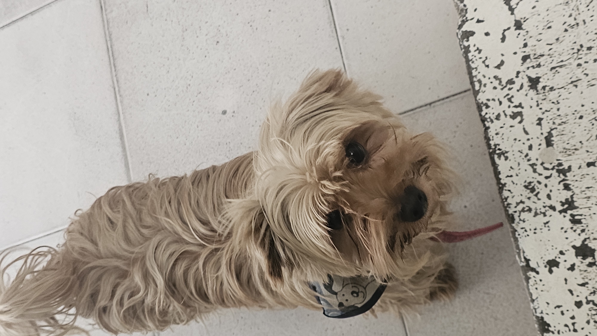Dog and ice cream moments captured in Mexican town
