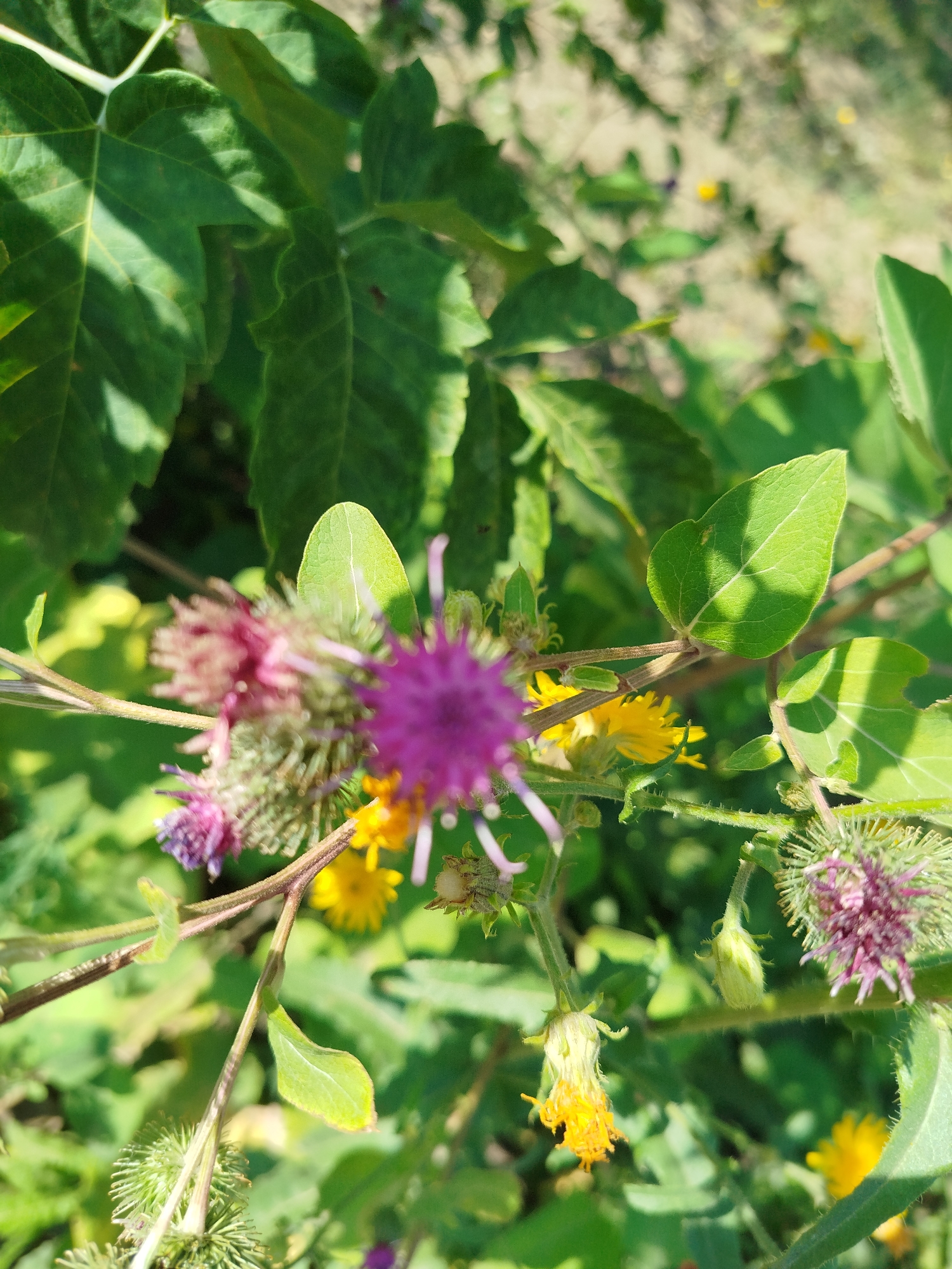 Roadside flora and transit scenes in Qarağandı, Kazakhstan