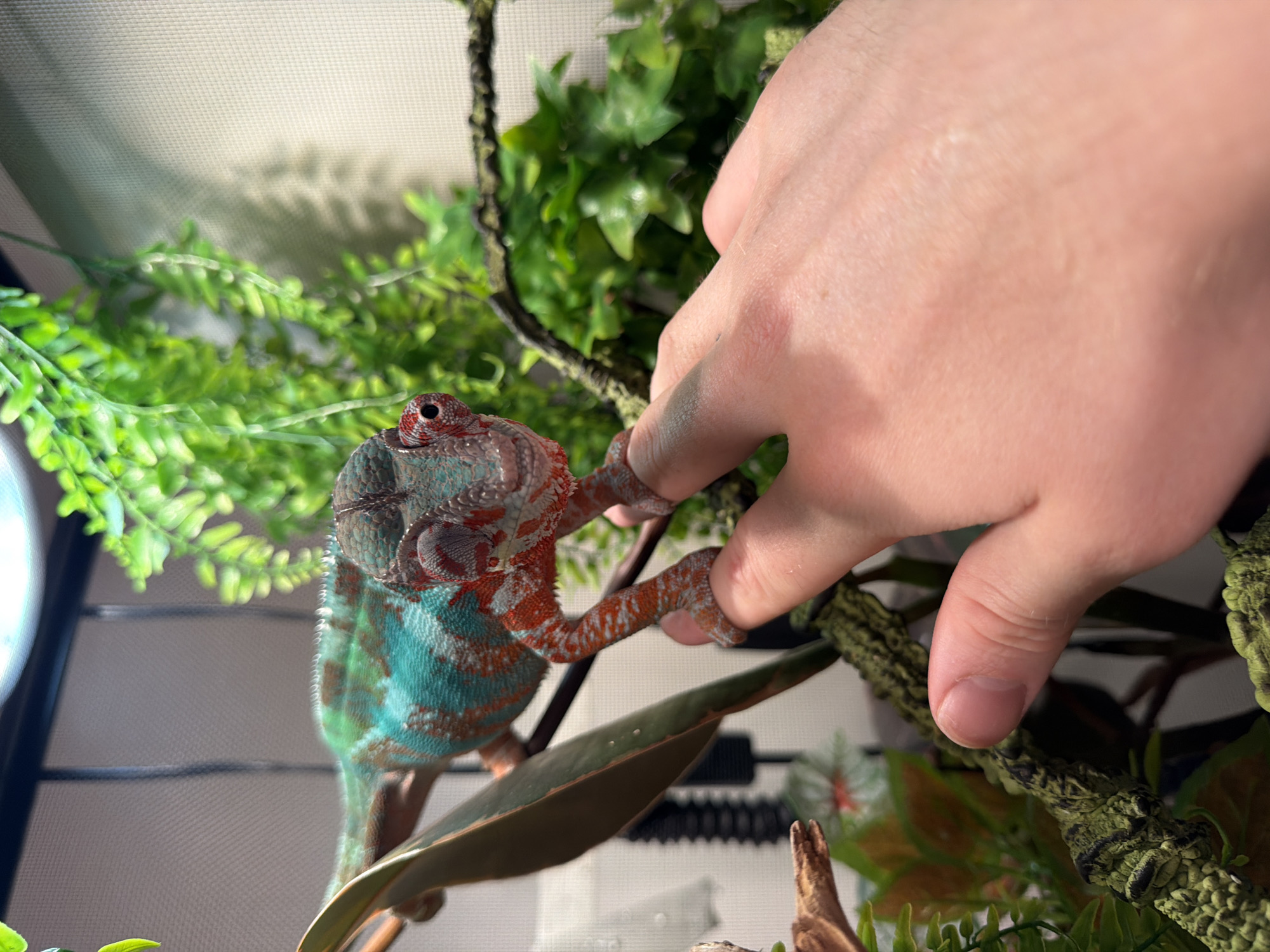 Colorful chameleon interacts with human hand in Los Angeles enclosure