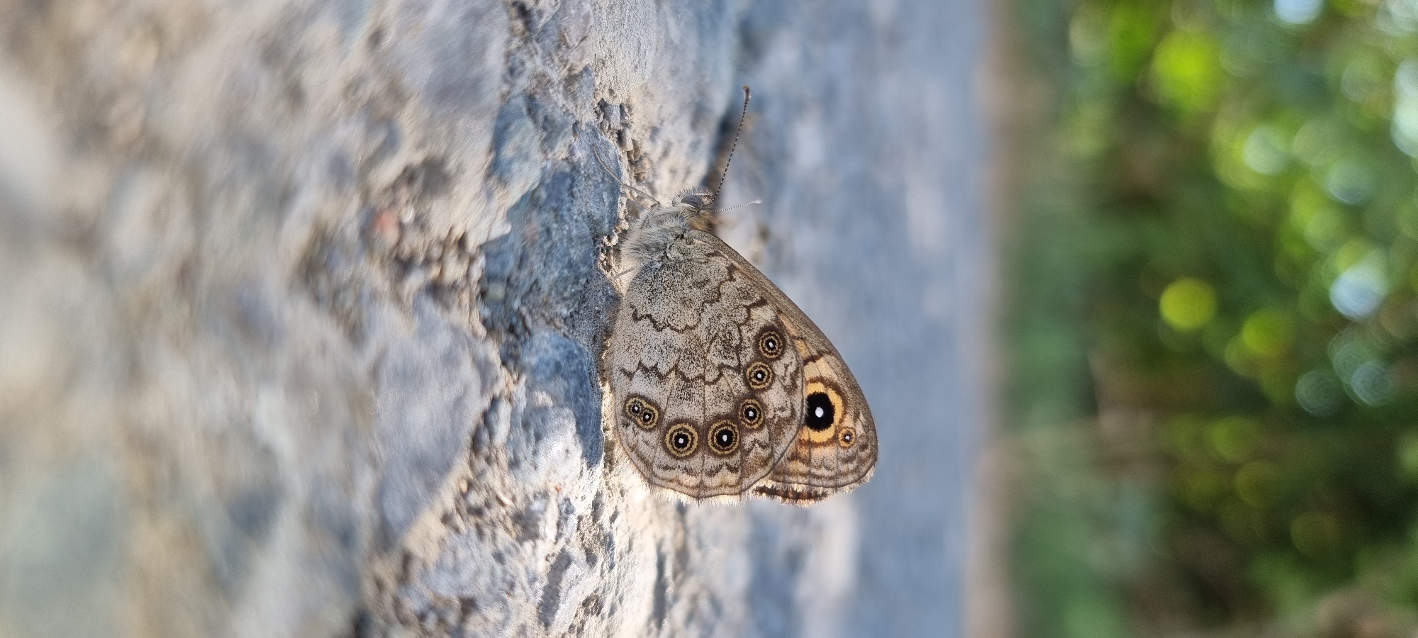 Butterfly at rest on sunlit rock, wings showing intricate patterning