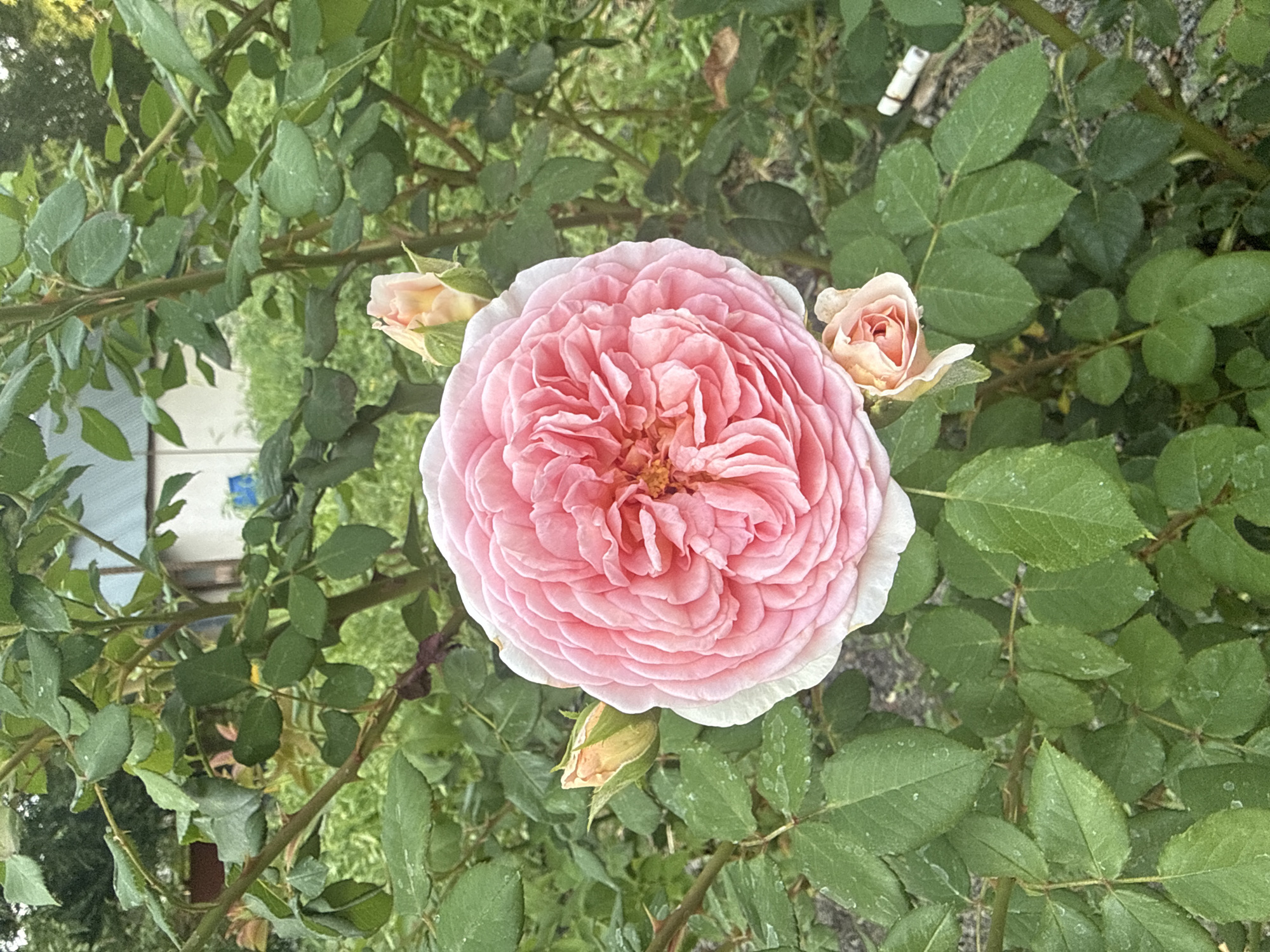 A Kazakhstan garden in full summer bloom, cat included