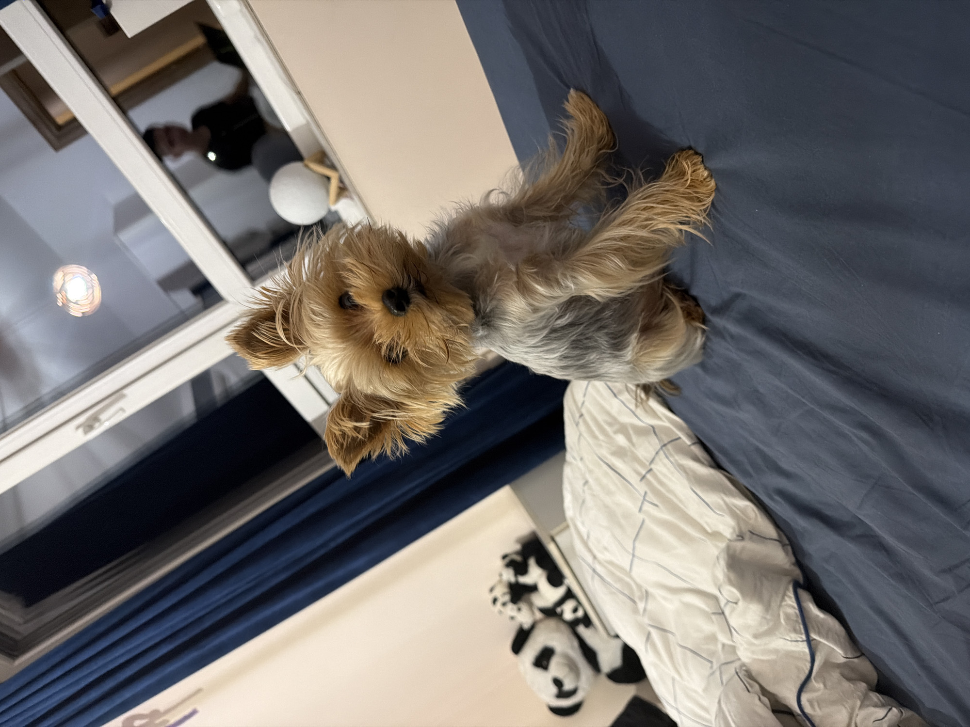 Sofia witness captures dog photos, mysterious 'BANGARANGA' text images