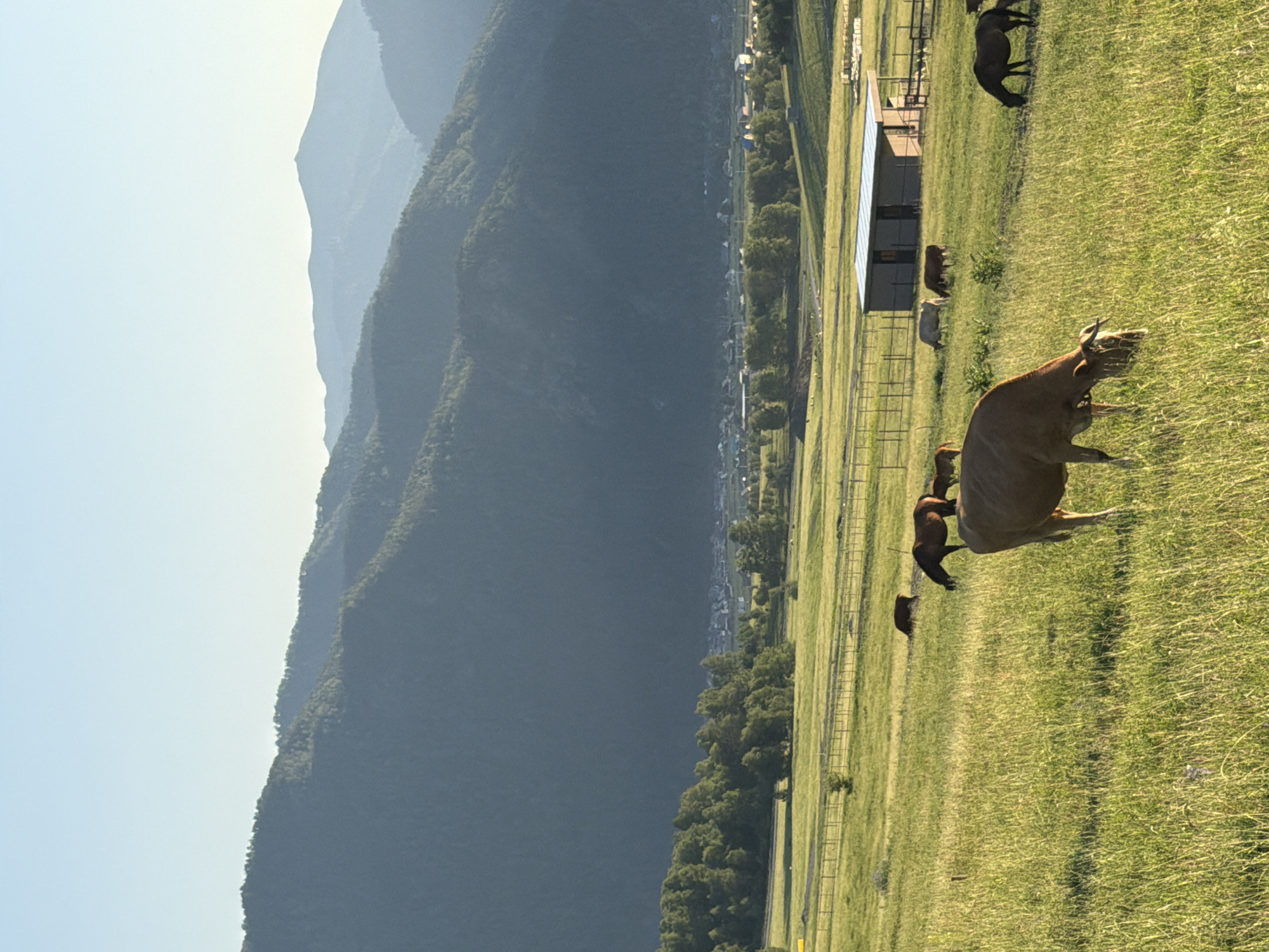 Livestock grazing in Altai pasture, mountains behind