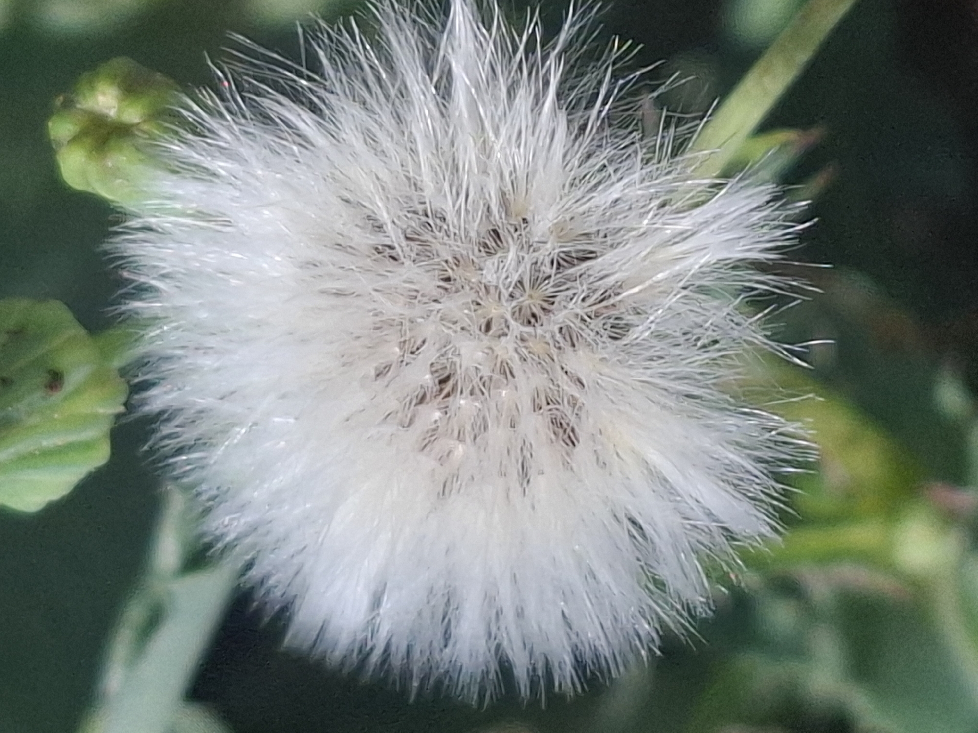 Wildflower macro shots and a health message from Almaty