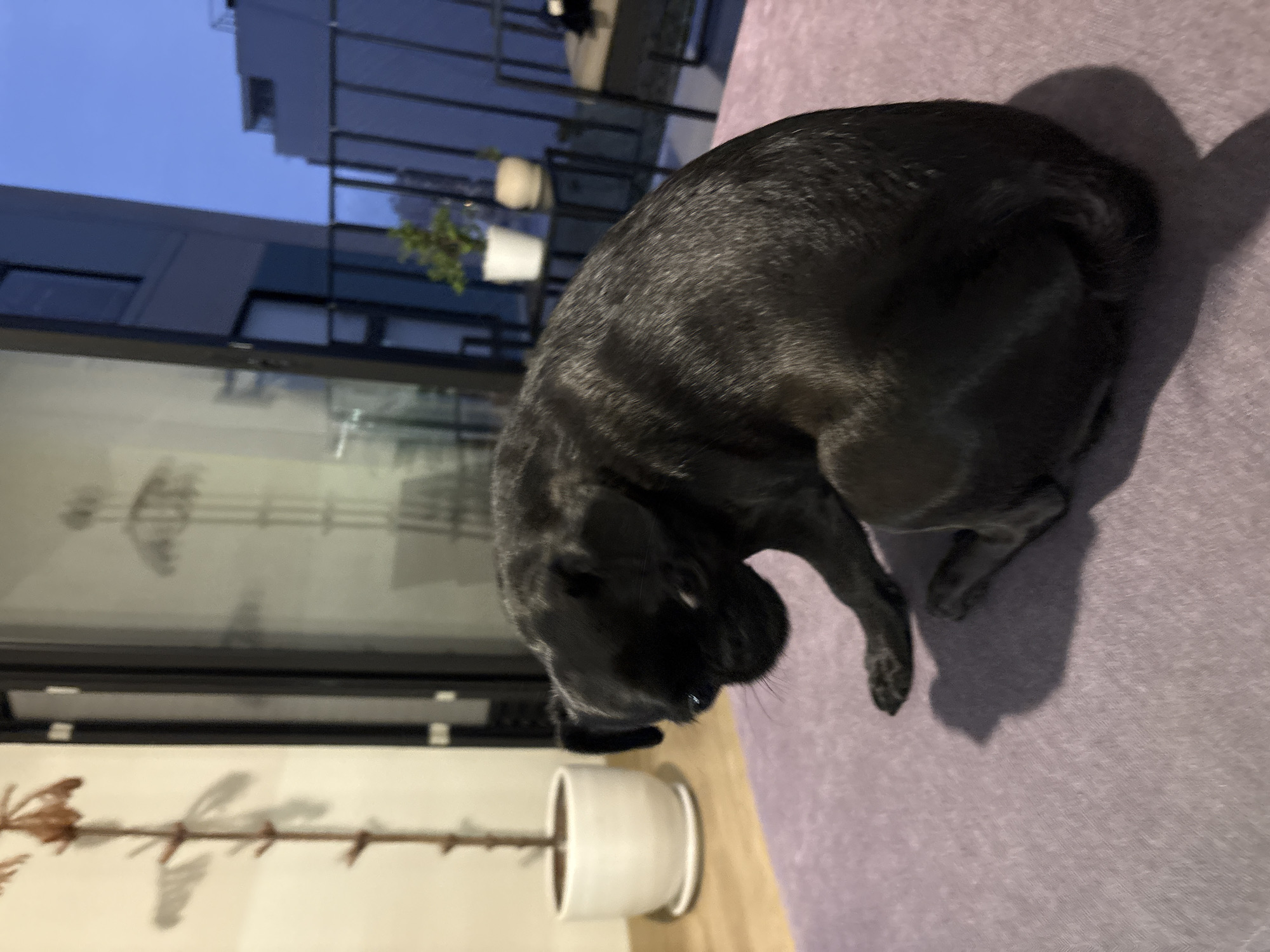Black pug and cat hang out at a Miraflores home
