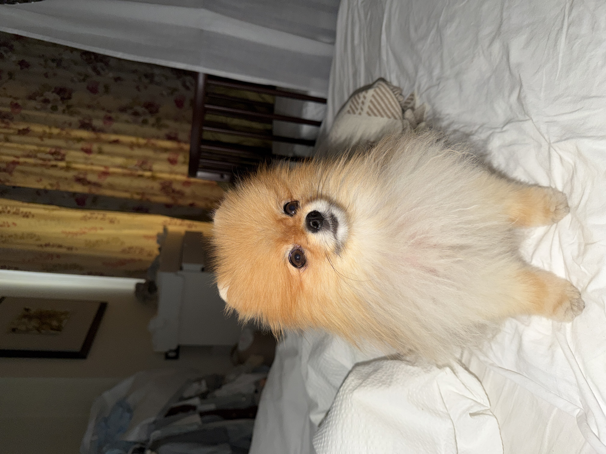 Pomeranian dog rests on bed in Khimki home