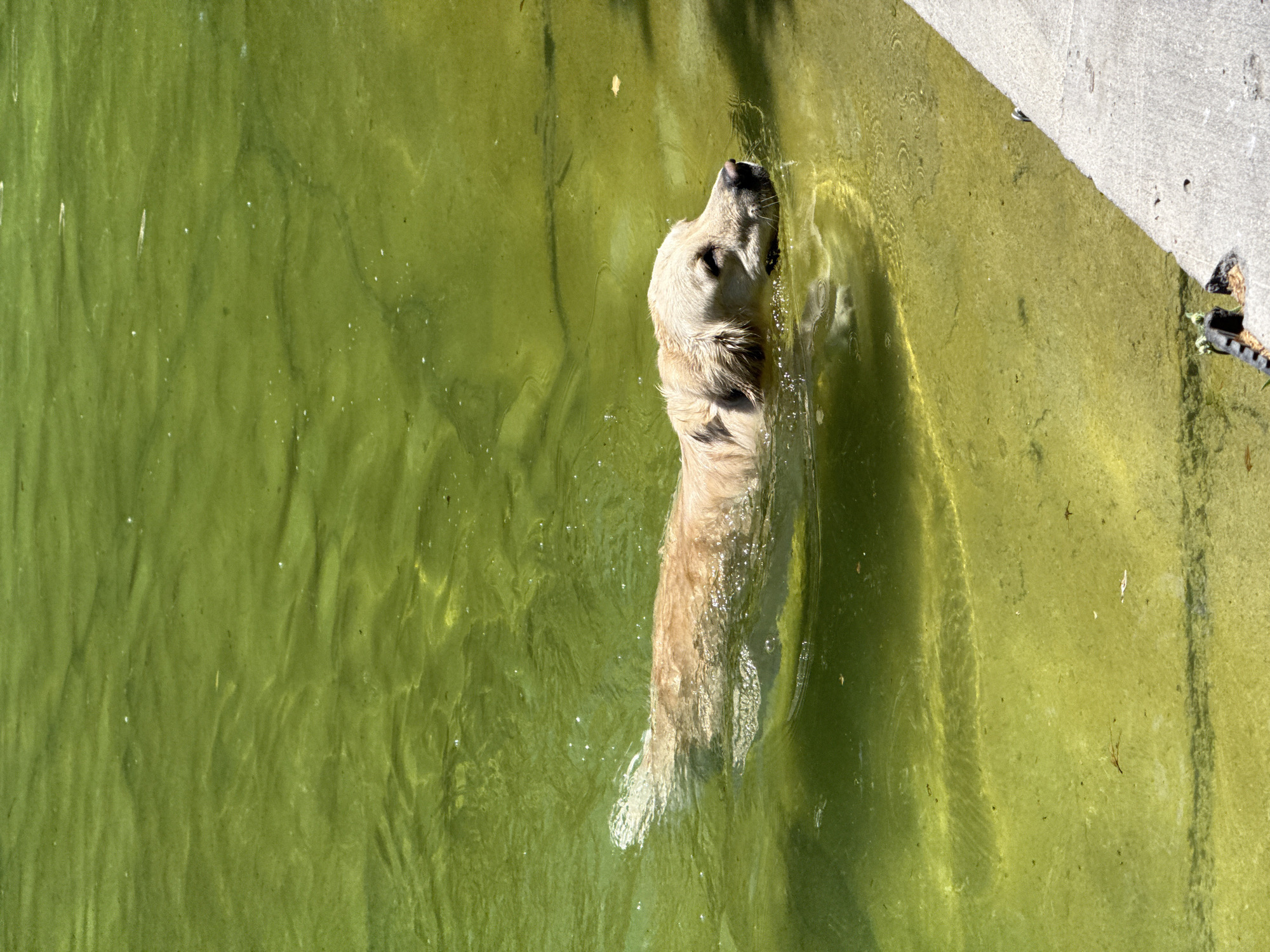 Golden retriever enjoys morning swim and walk in Yerevan park