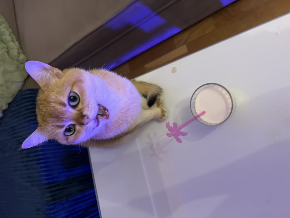 Golden cat drinks beverages while Montenegro resident cooks, takes selfie