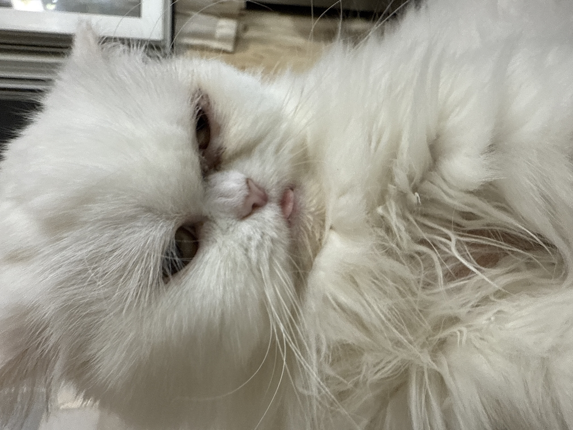 White Persian cat photographed resting indoors in Burgas, Bulgaria