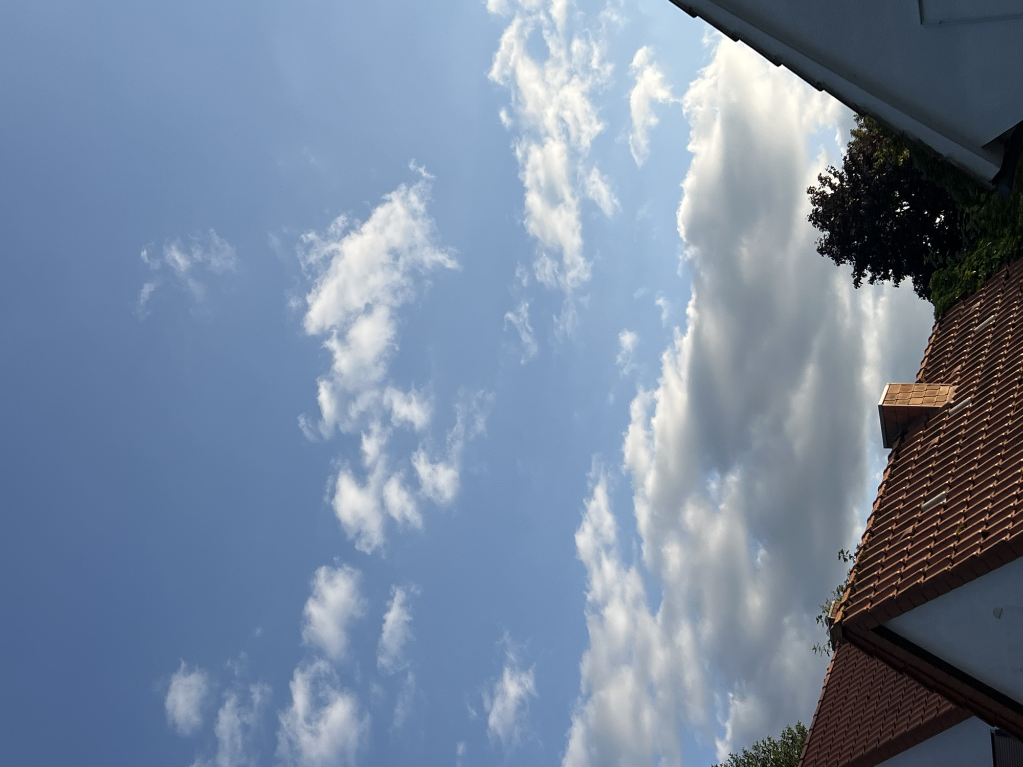 Quiet afternoon at home: skies, birds, flowers, and small details