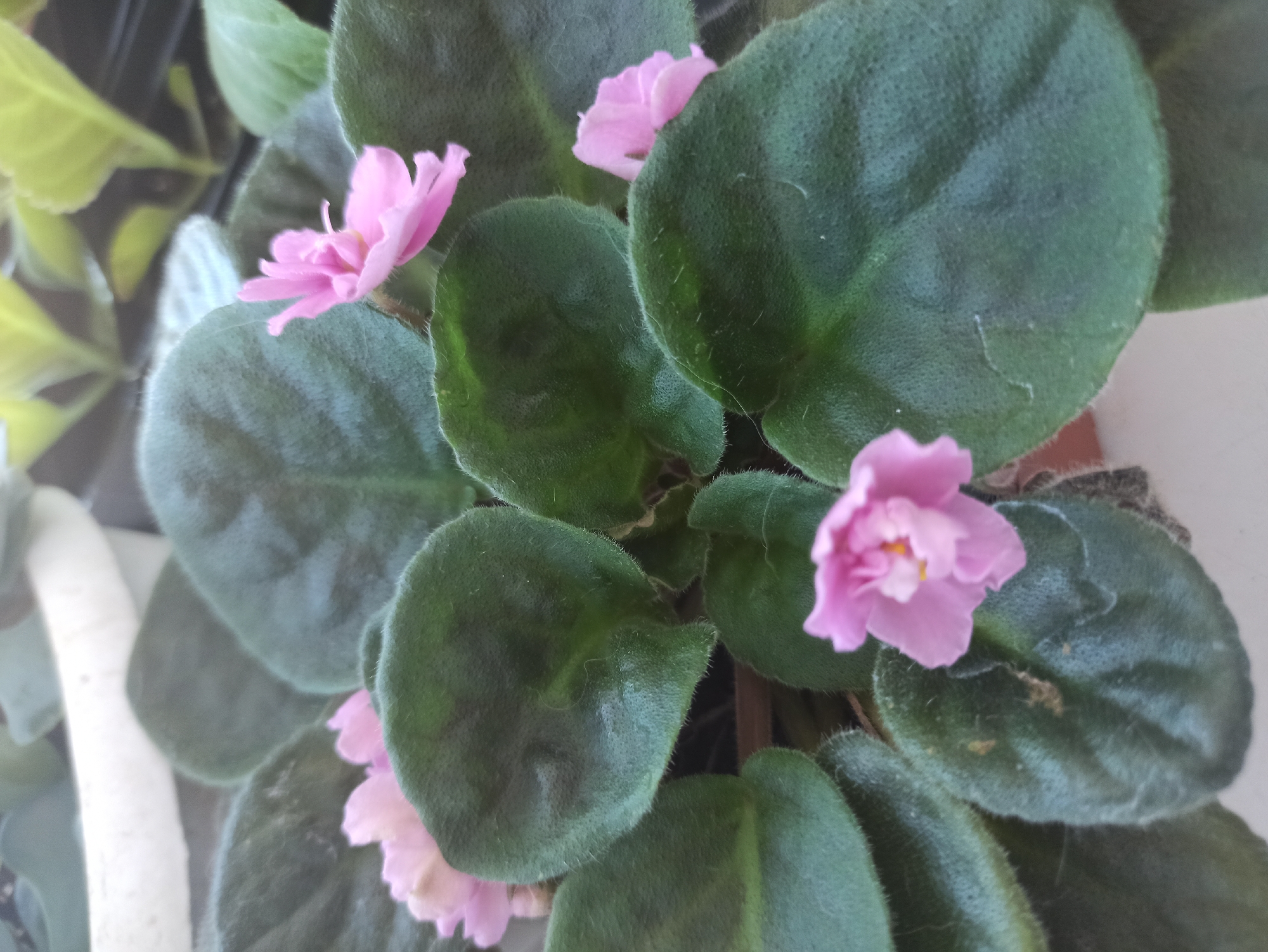 Close-up snapshots of plants, trinkets, and everyday objects at home