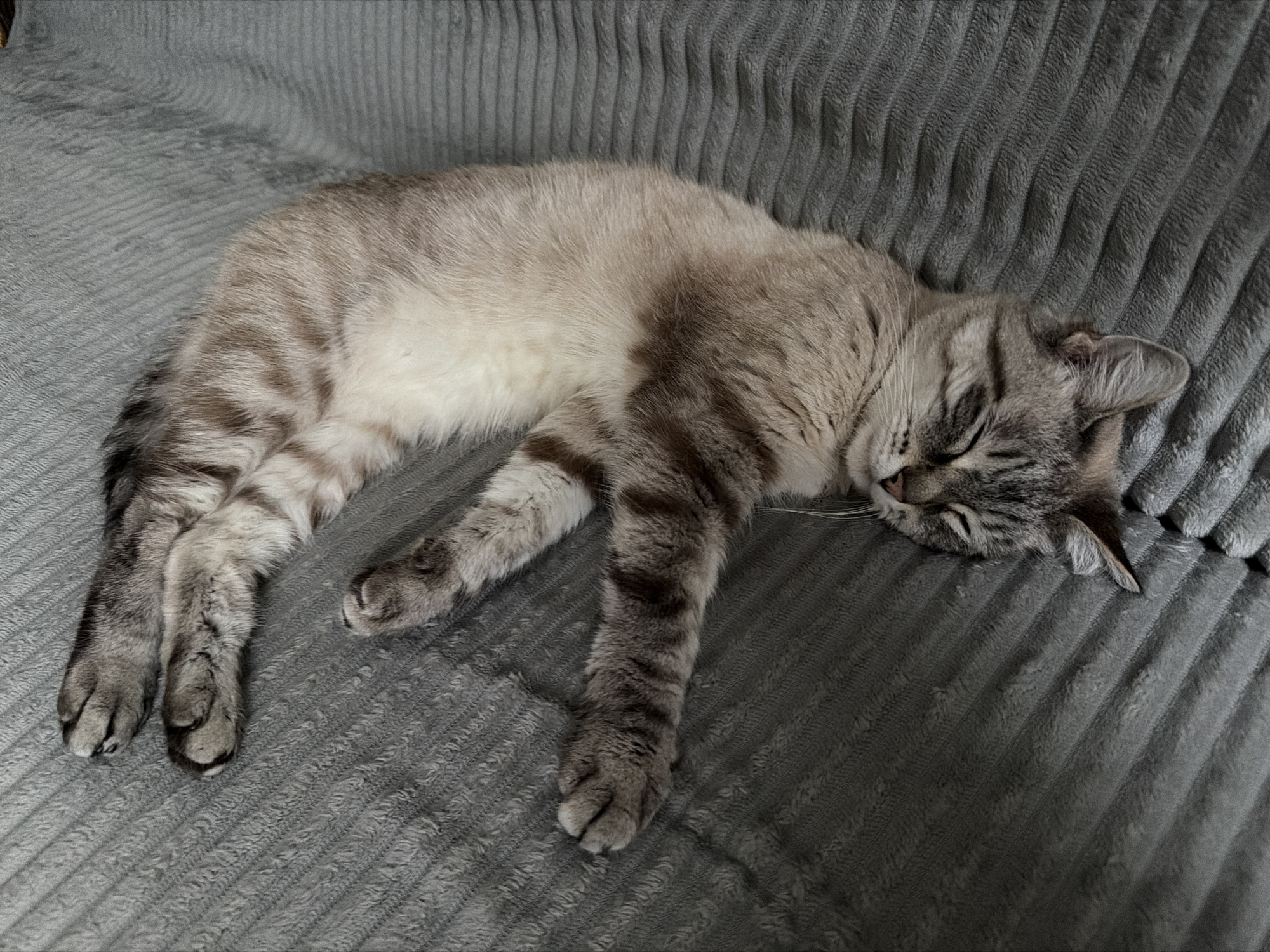 Mystery Pringles and a sleeping cat in Novouralsk