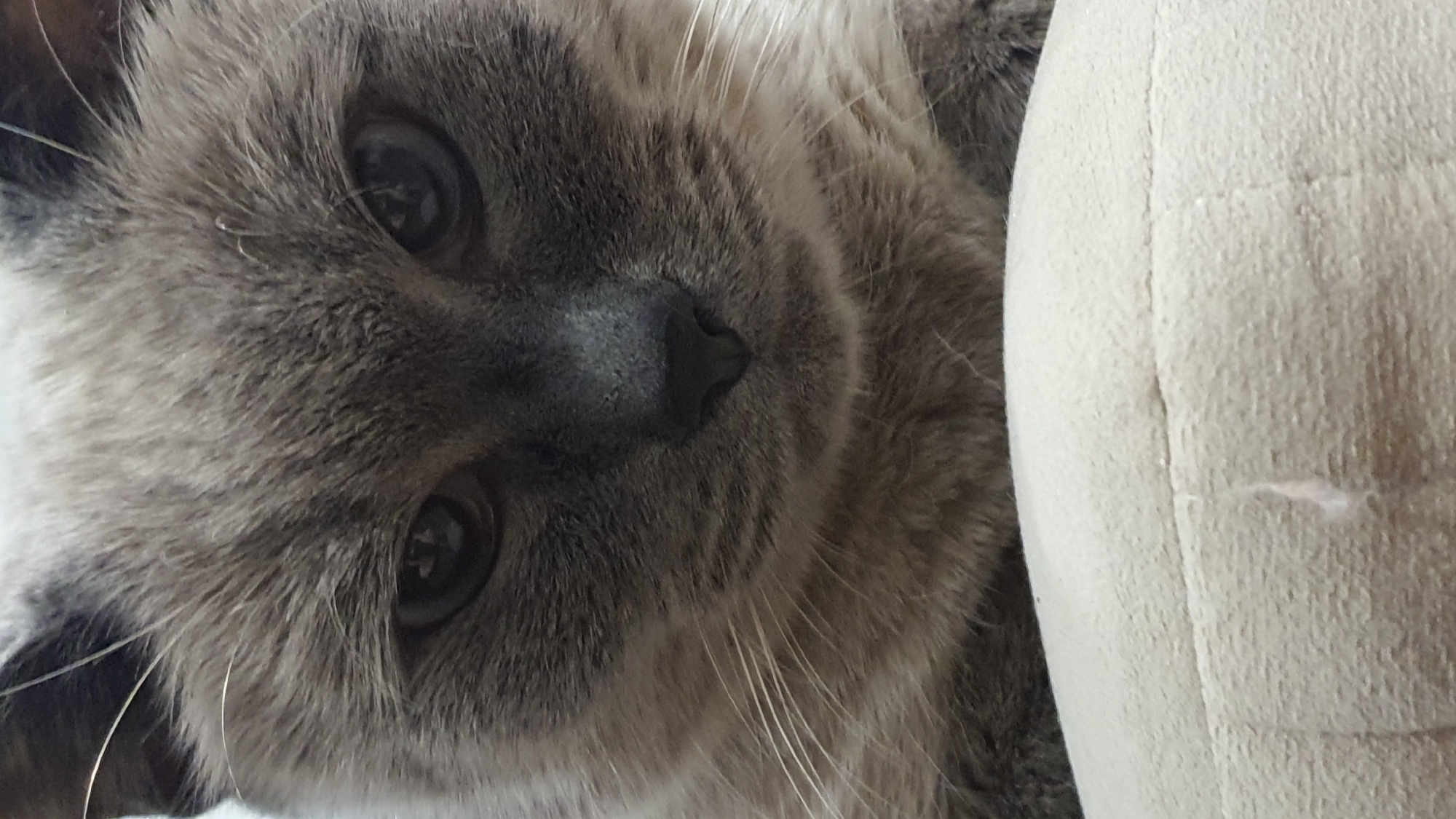 Siamese-mix cat lounging and roaming around a Krasnoyarsk apartment