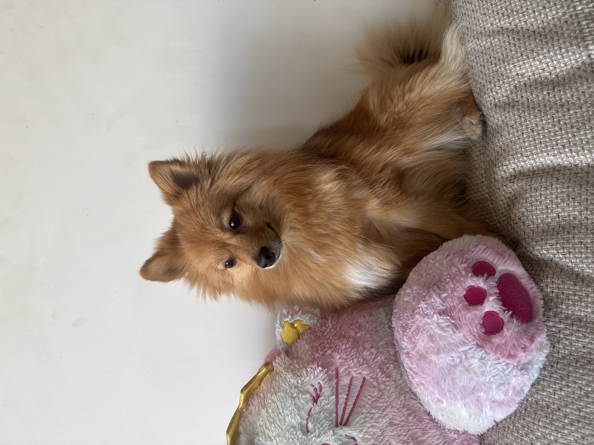 Dog rests on sofa with toy in Sofia