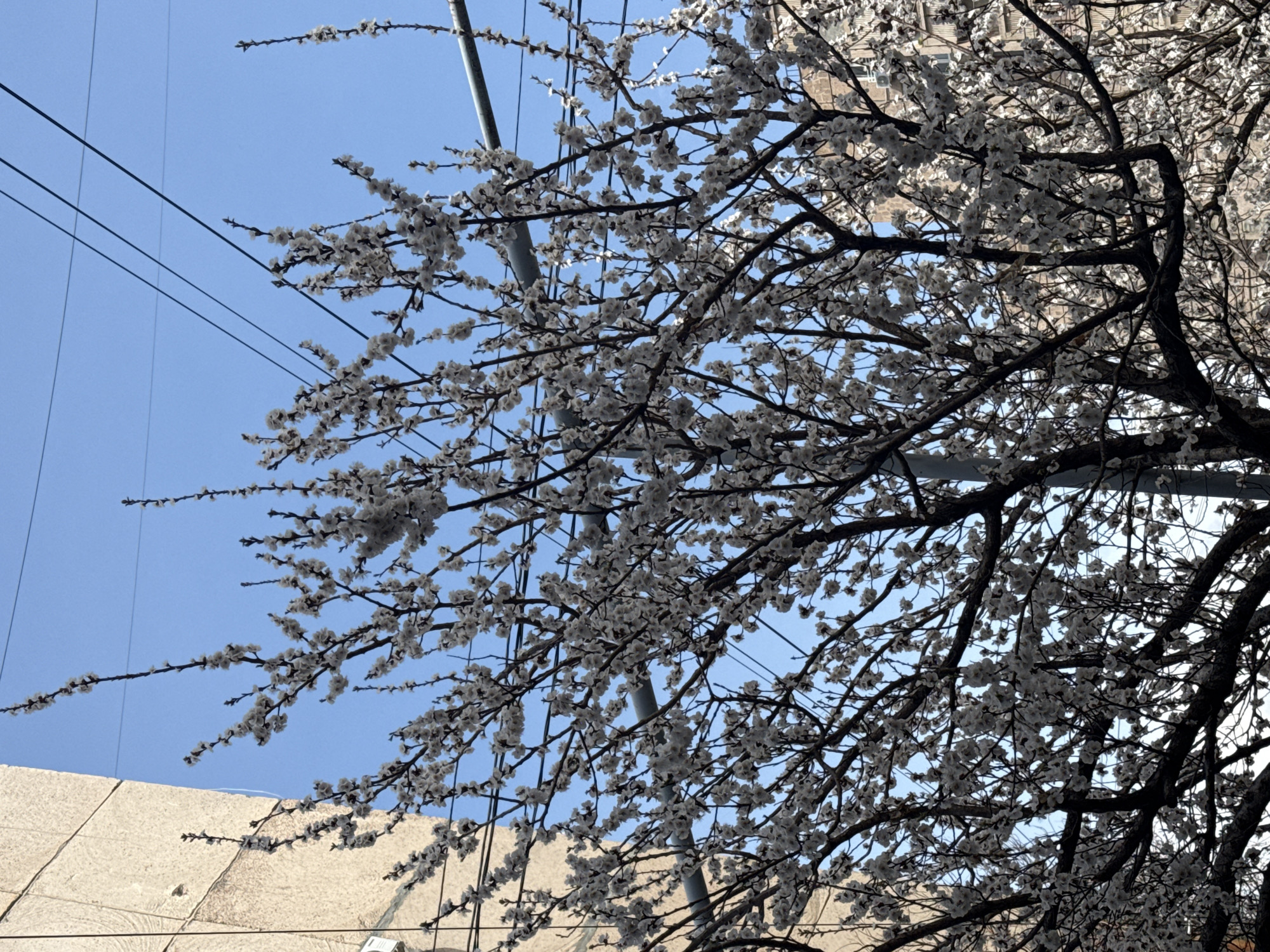 Spring scenes captured in Yerevan: blooming trees, caged rabbits