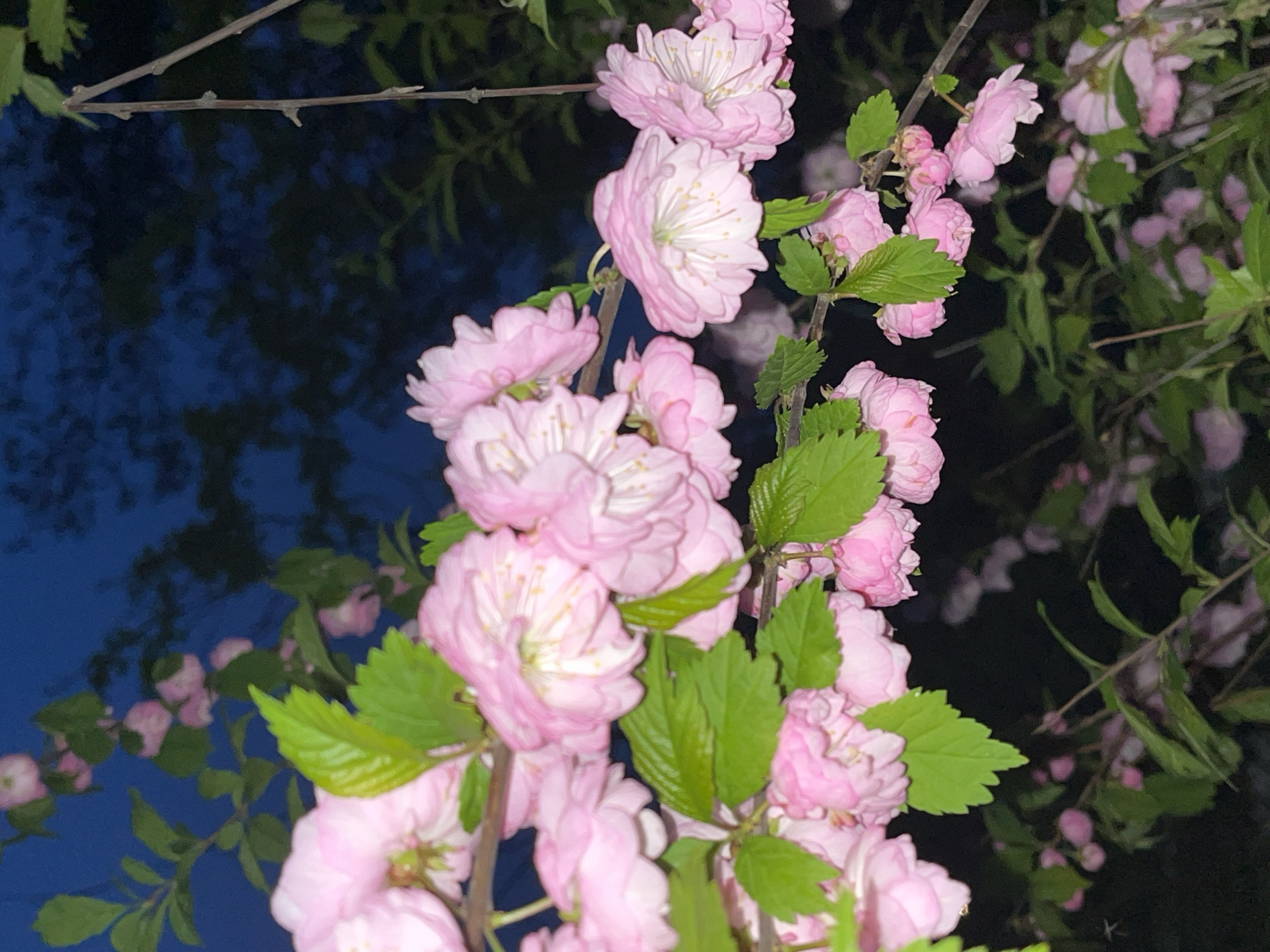 Evening stroll through blooming Saint Petersburg park captured