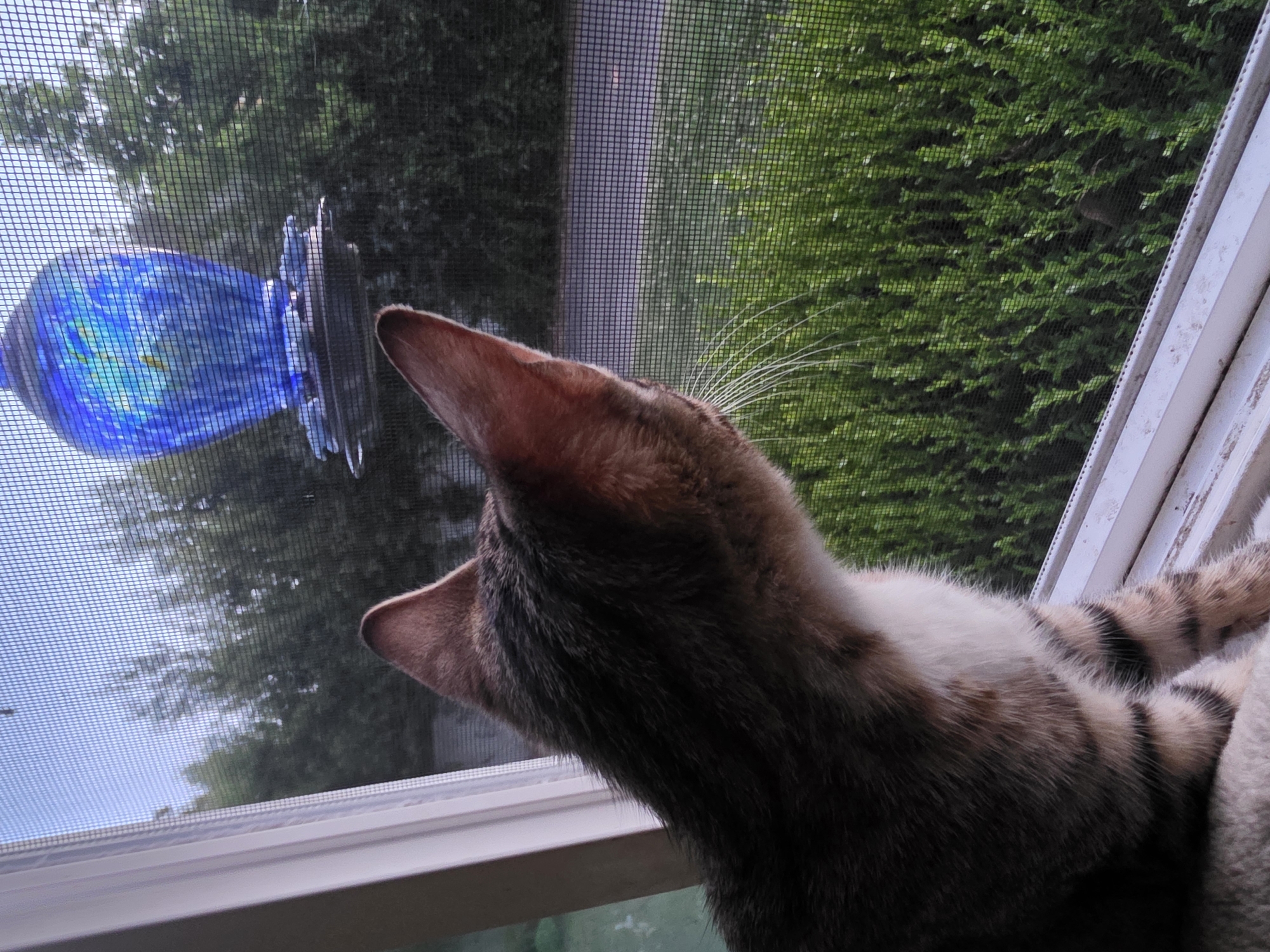 Cat by the window, a jeweled lamp, and a blurry outside view