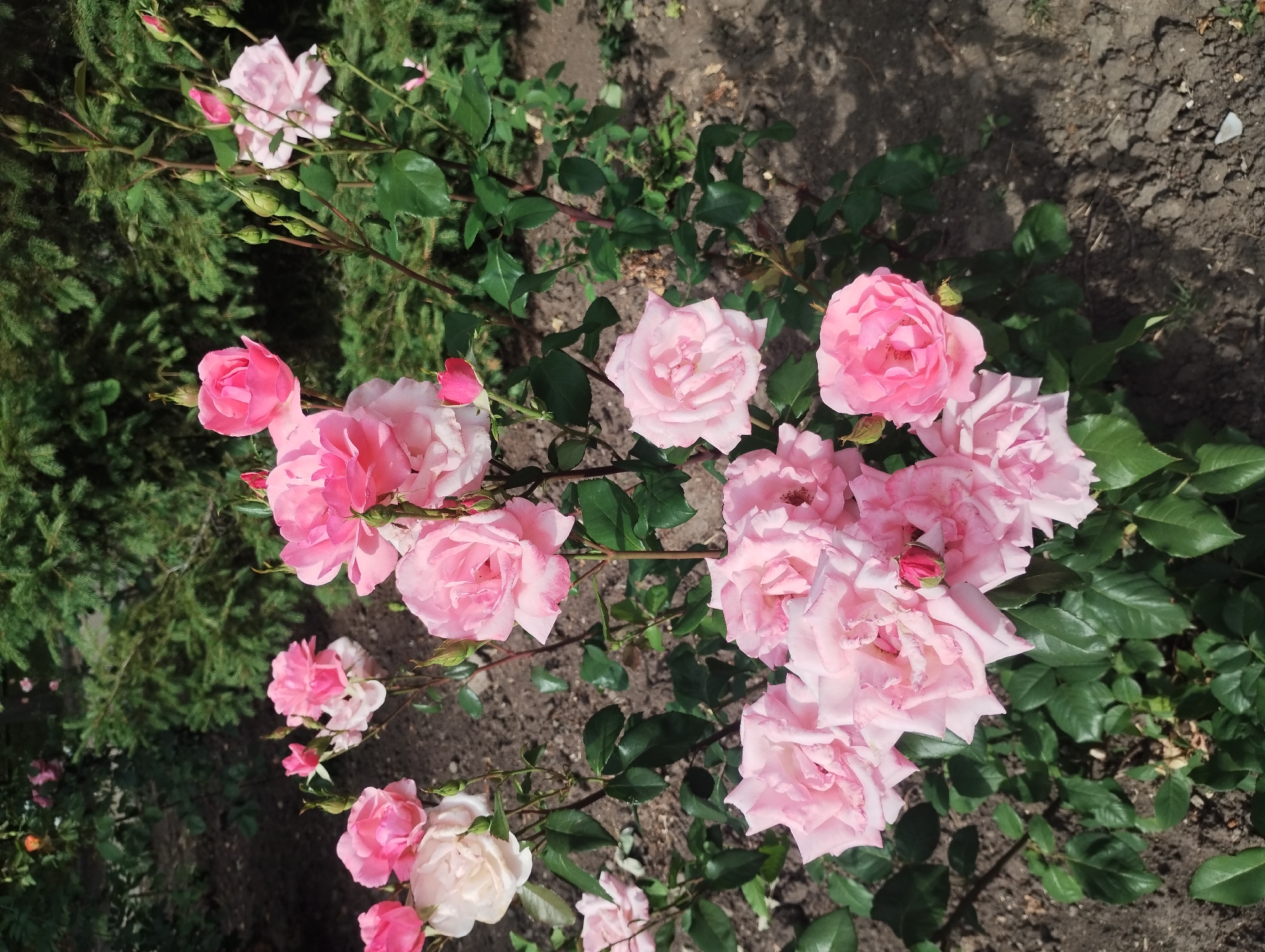 Afternoon stroll through a blooming garden in Sumy, Ukraine