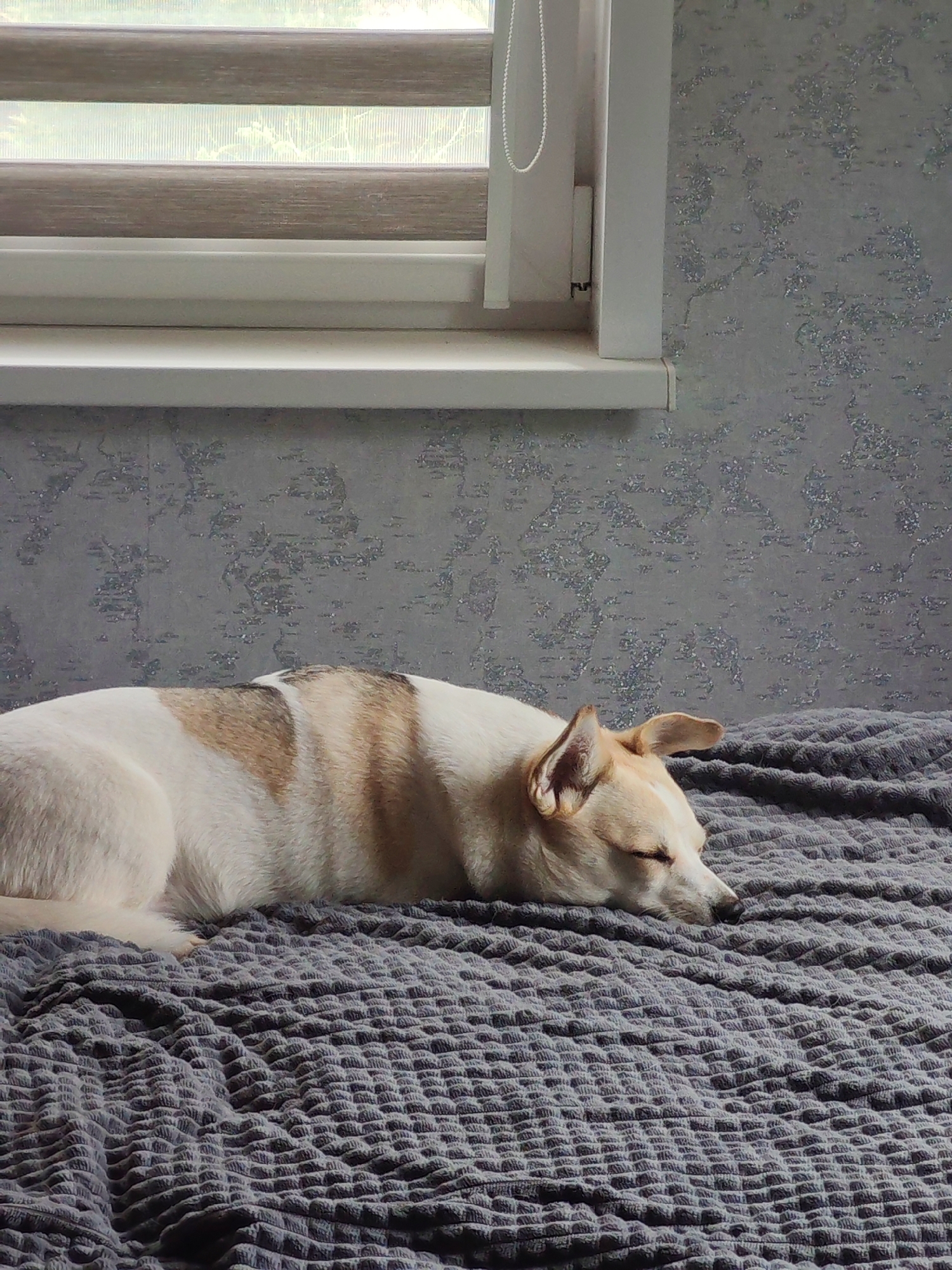 White and tan dog observed in multiple indoor locations