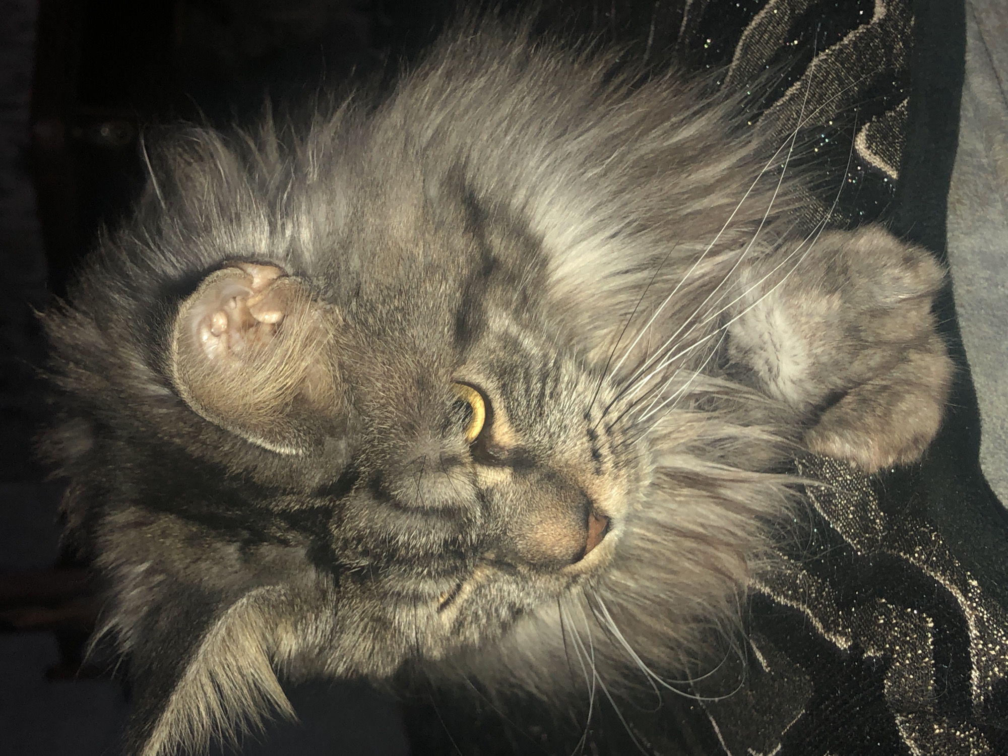 Drowsy tabby cat, close-up and eye-level in Lokbatan
