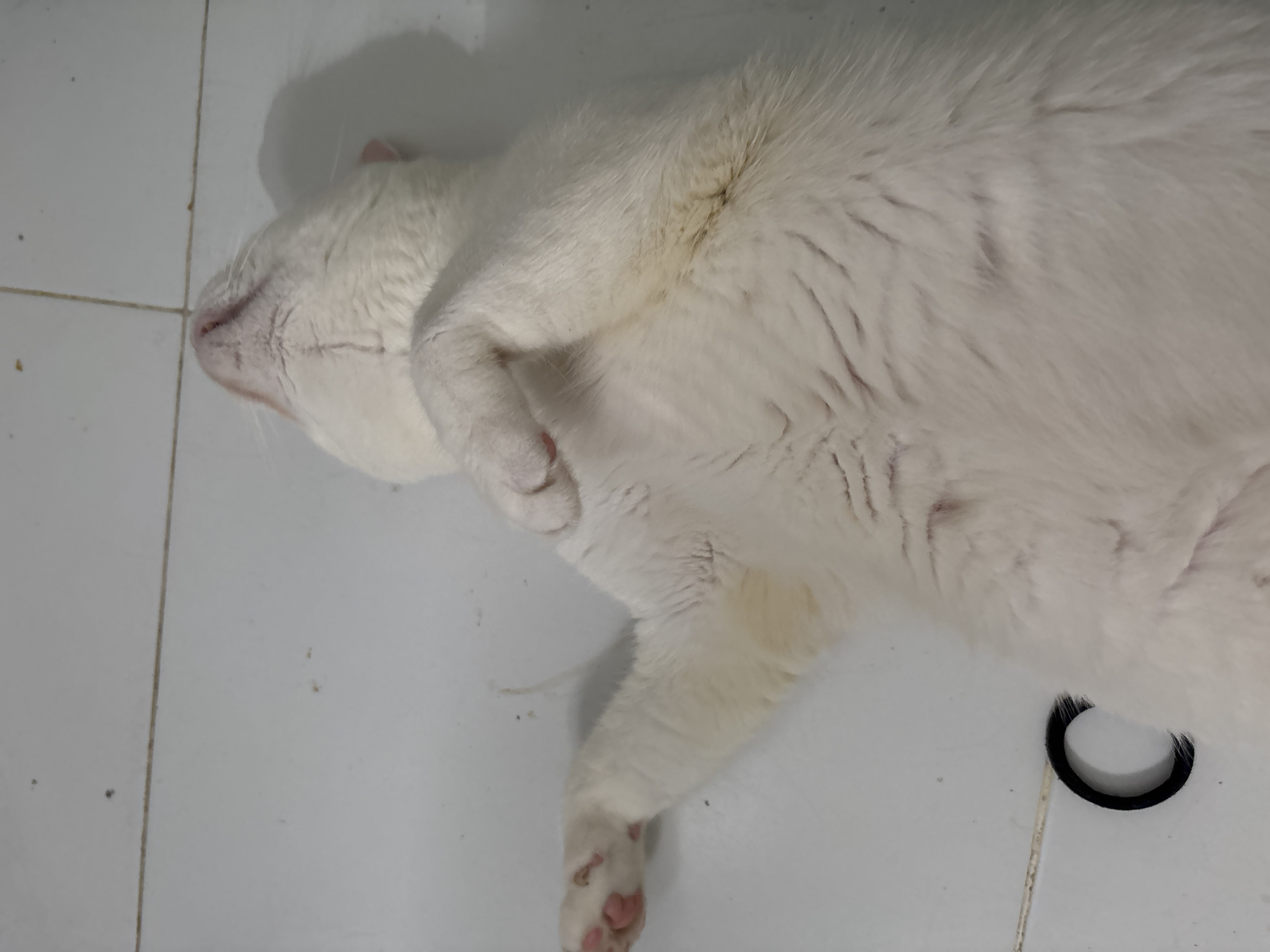 White cat naps on tiles in North Jakarta