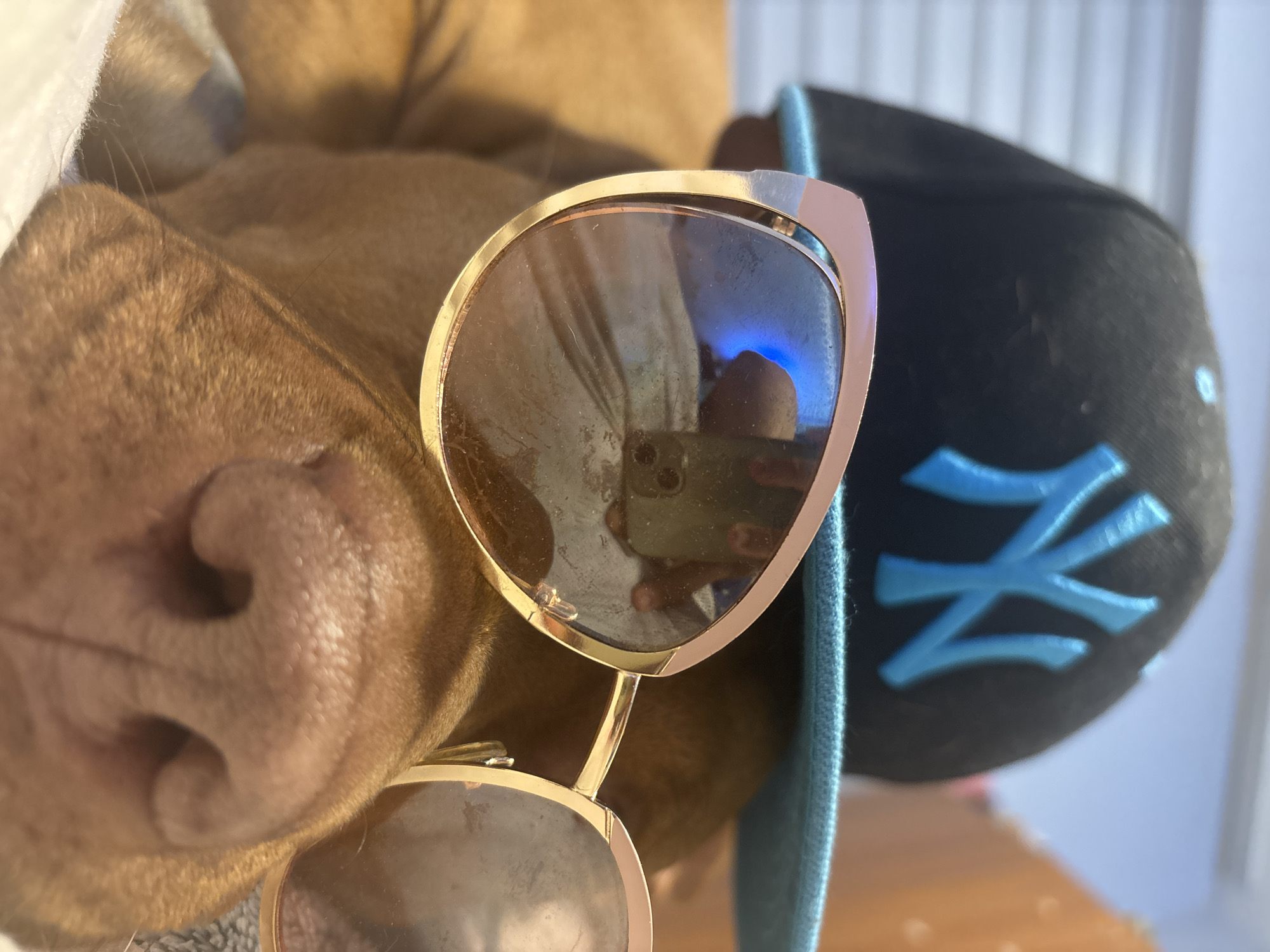 Dog and stuffed monkey with sunglasses captured in Sofia