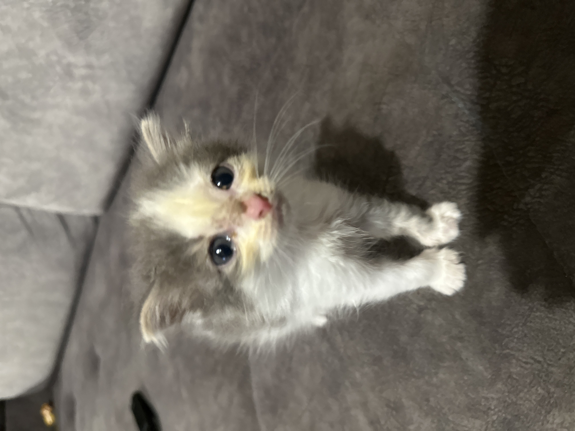 Fluffy kitten on a sofa, staring straight into the lens.