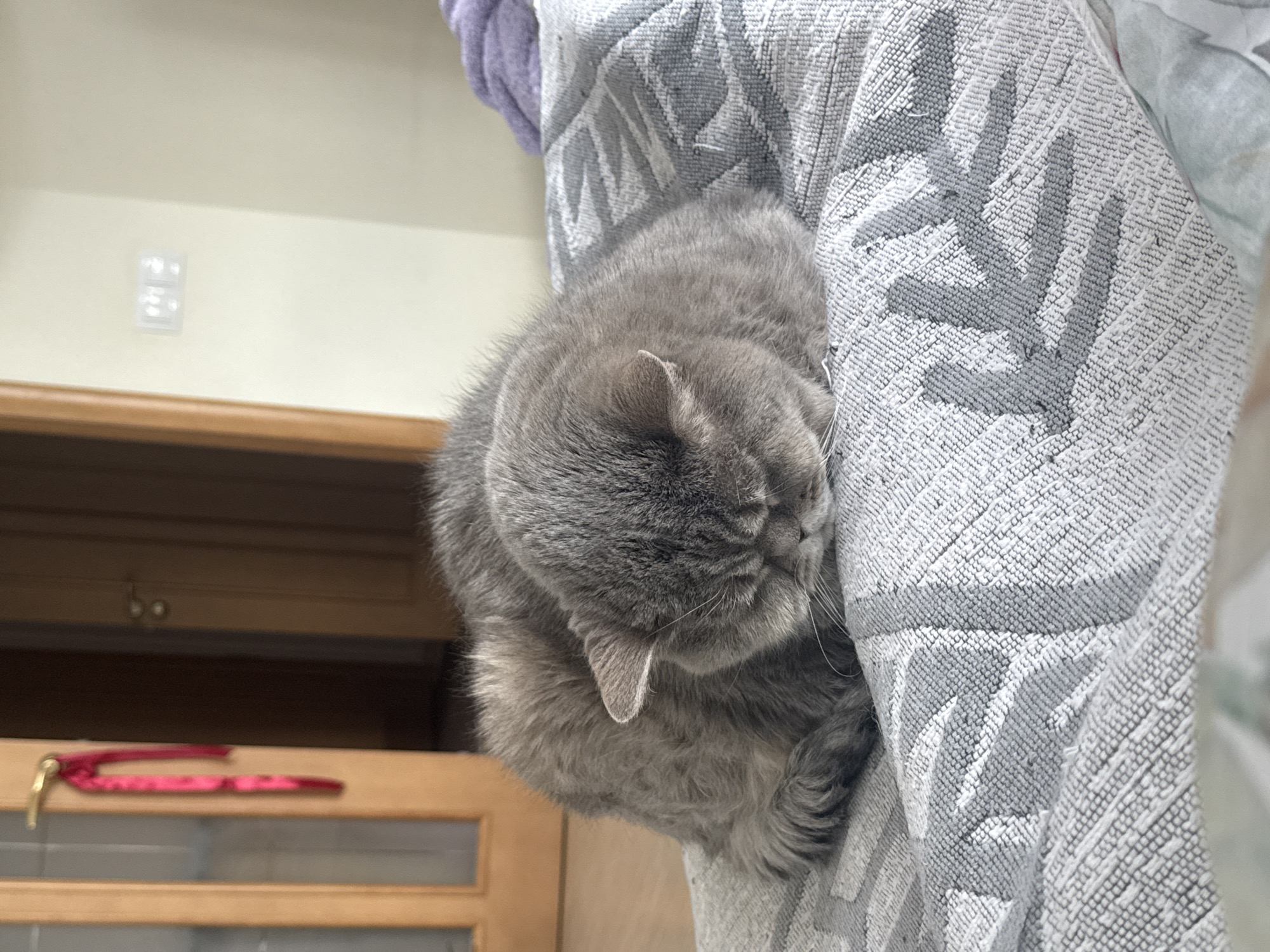 Gray cat naps on fabric in Saint Petersburg apartment