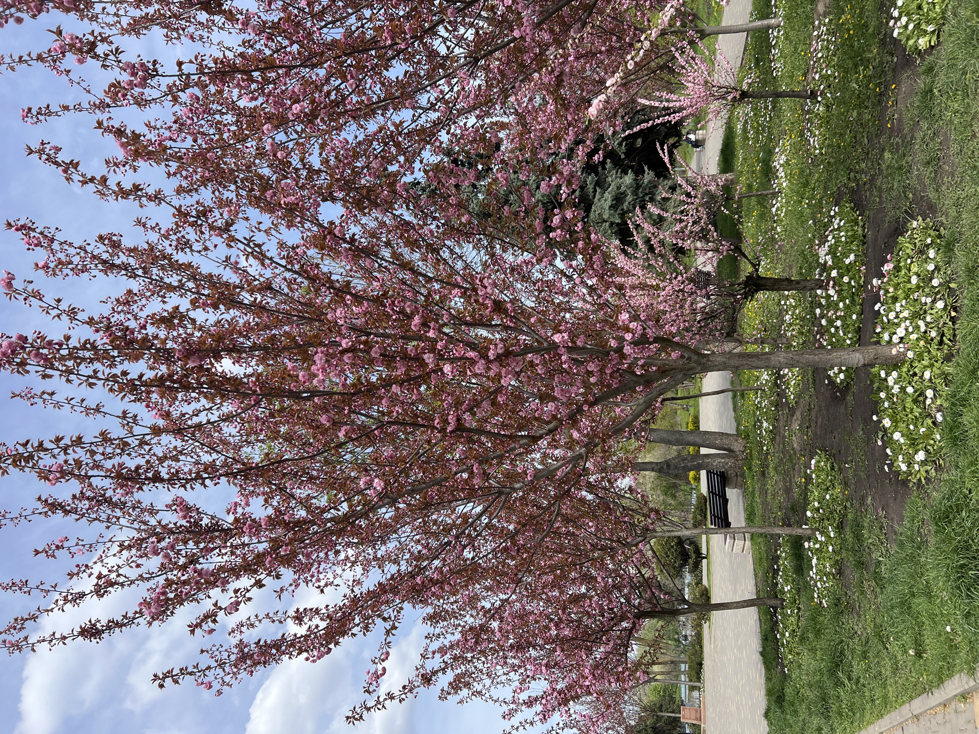 Spring blossoms peak along Odesa avenue amid clear skies