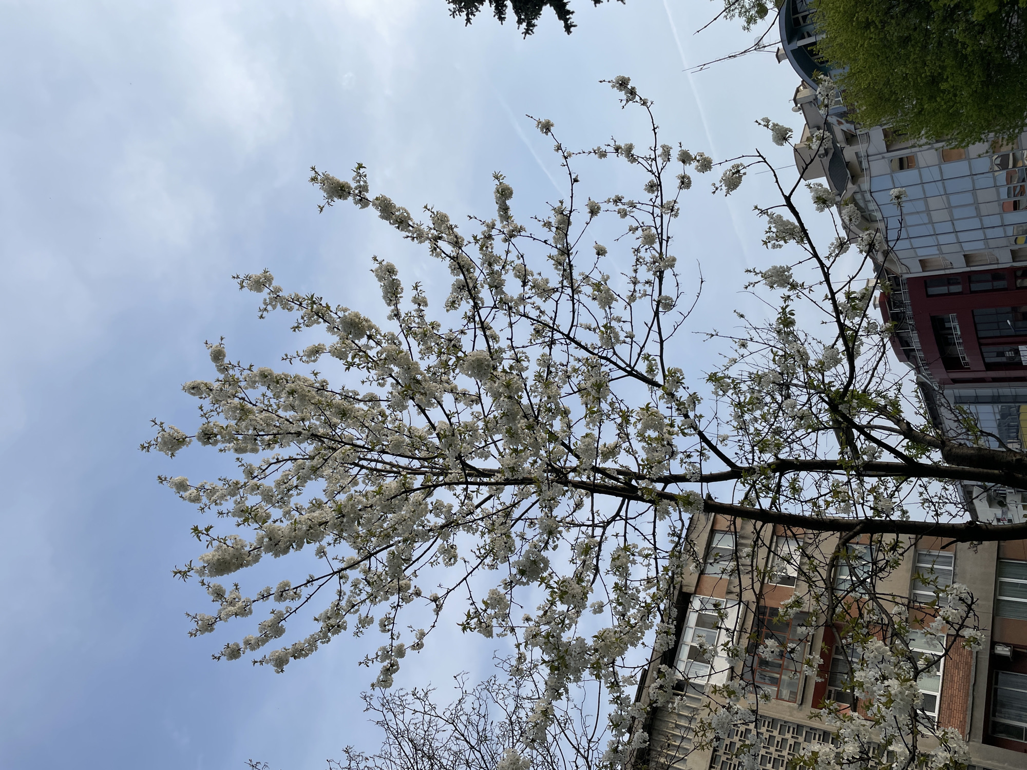 Spring blossoms observed in Pazardzhik, Bulgaria