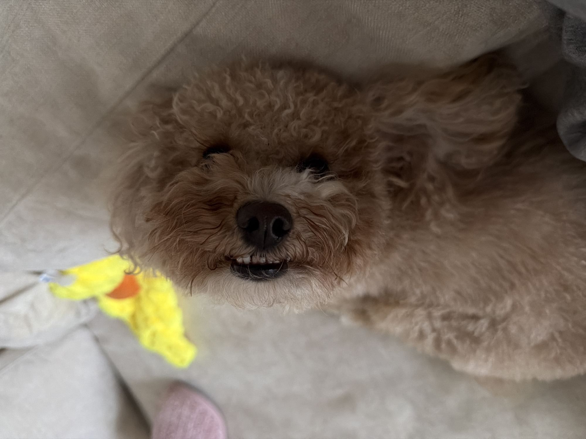 Poodle plays with duck toy, then naps on Boca Raton couch
