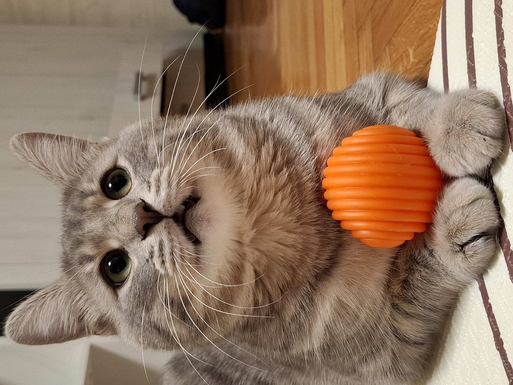 Grey tabby cat plays indoors in Novi Sad Serbia