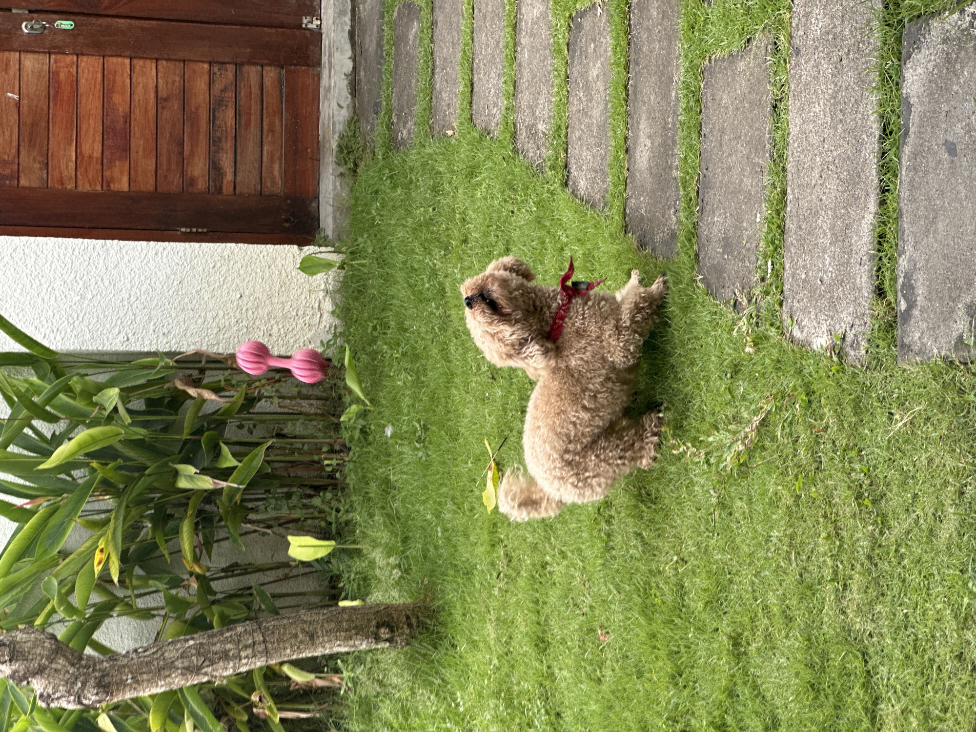 Poodle plays with pink toy indoors in Dalung