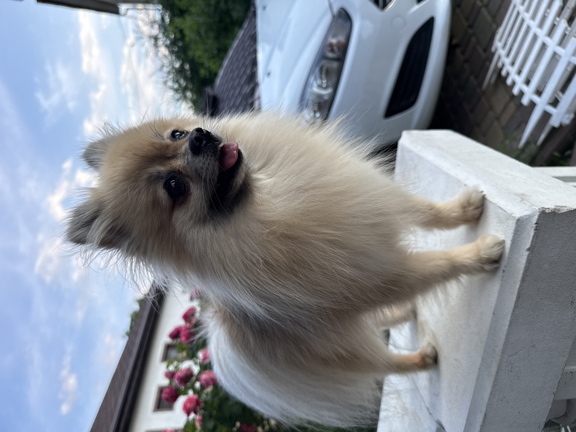 Pomeranian and kittens explore Ukrainian village gardens and homes