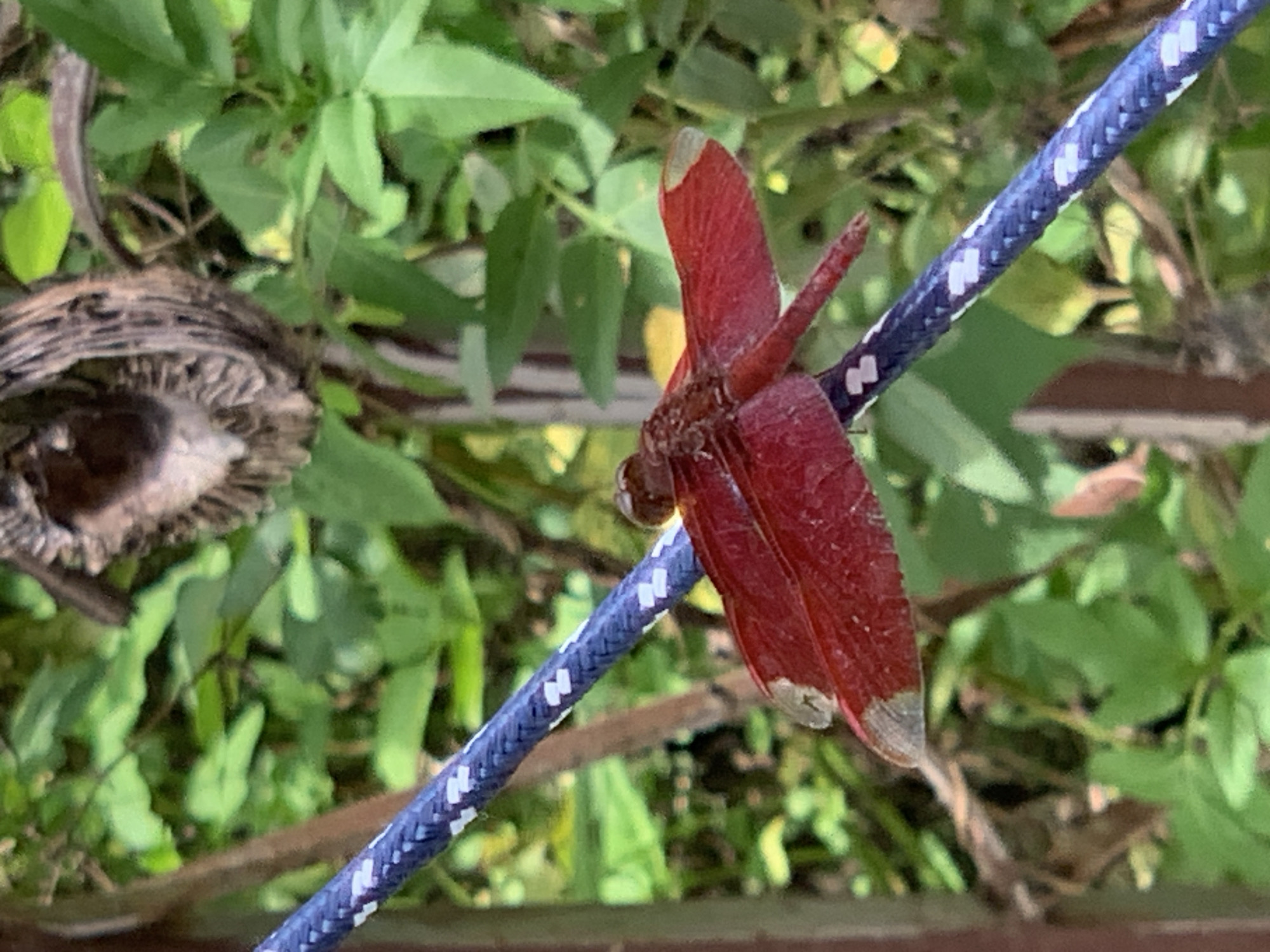Red dragonfly spotted on clothesline in Thai village