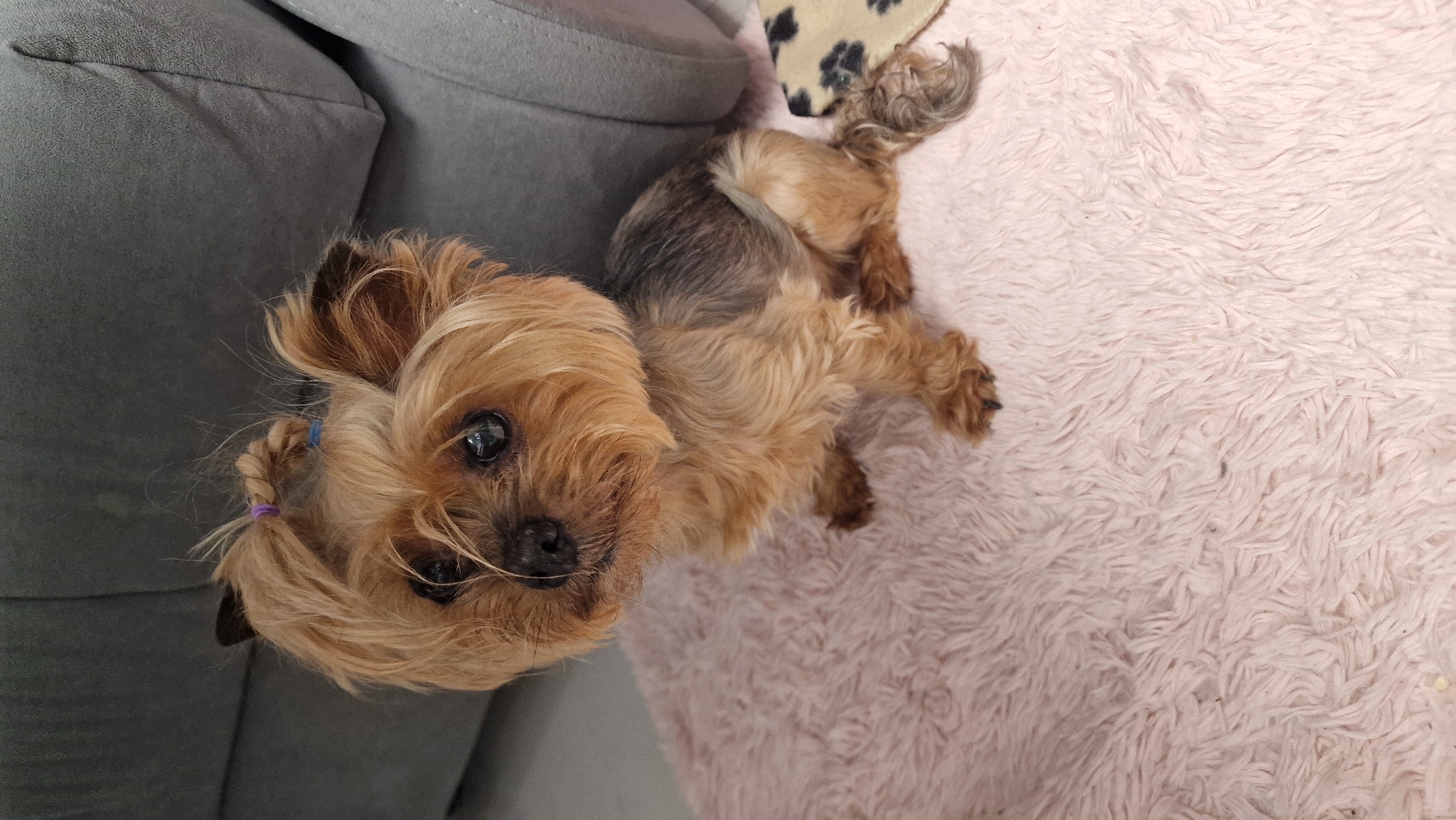 Yorkshire Terrier with pigtails photographed at home in Balashikha