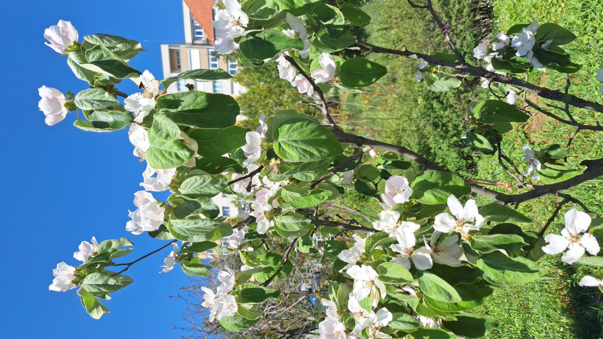 Spring morning documented in Blagoevgrad, Bulgaria streets and neighborhoods