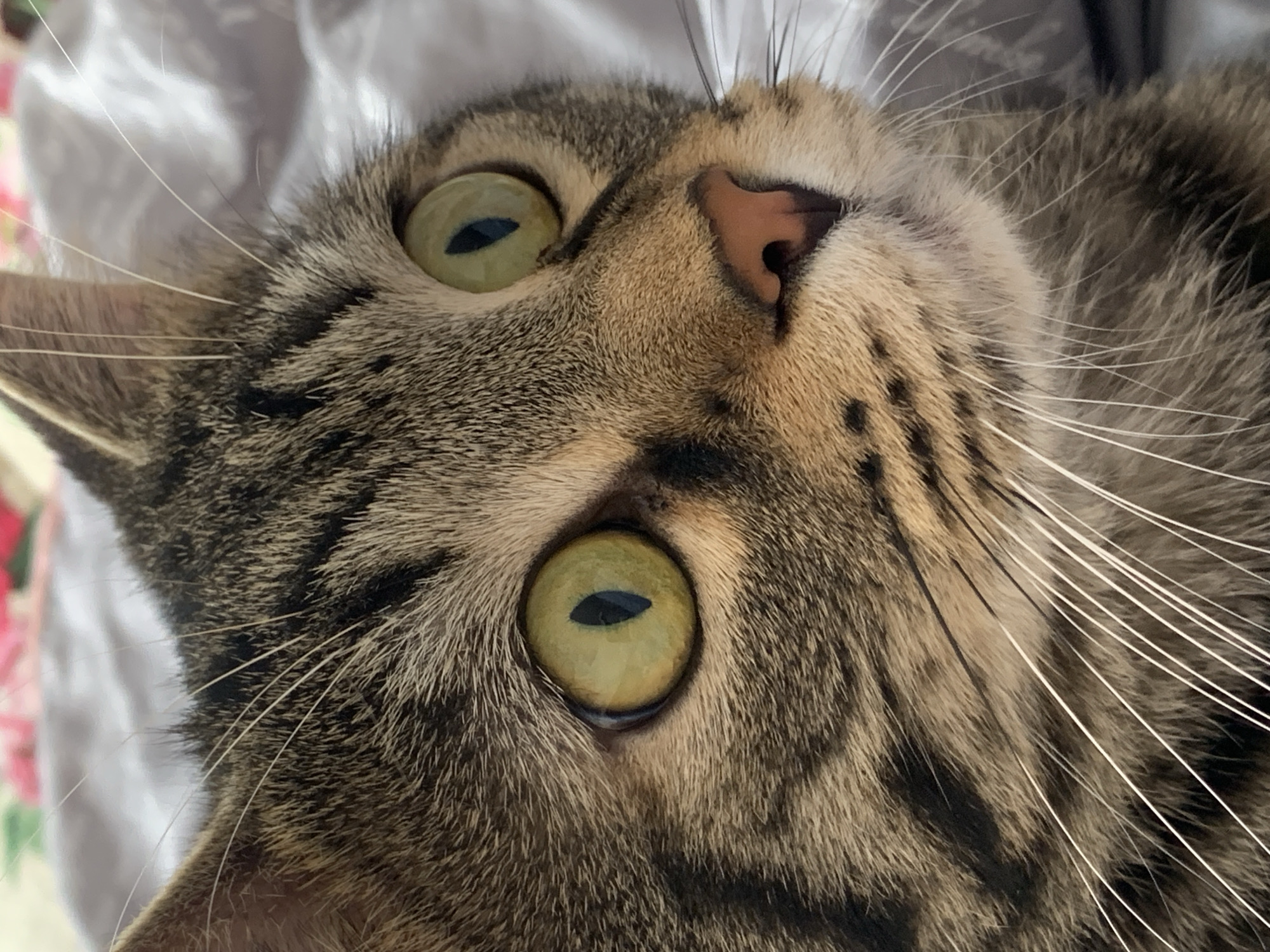 Tabby cat photographed in domestic activities across Stavropol residence