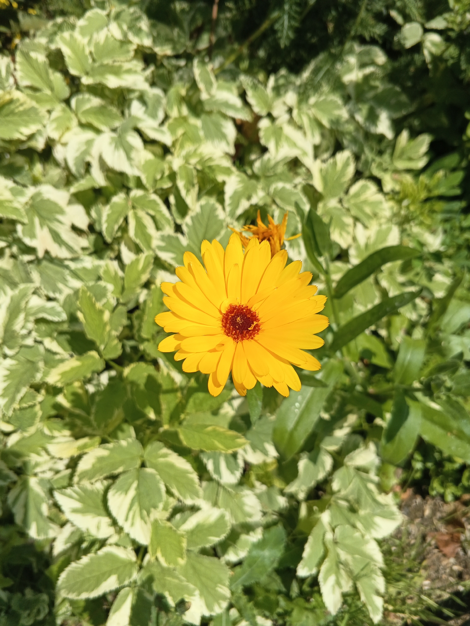 Backyard summer day: pool time, open-fire cooking, garden flowers