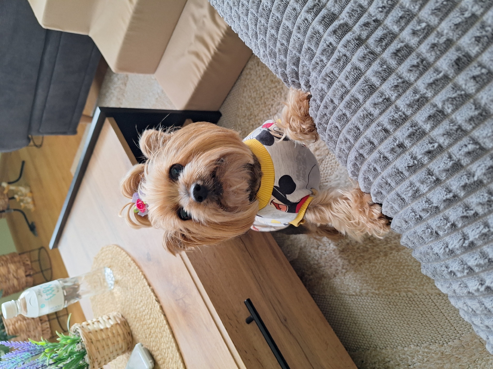 Yorkshire Terrier in Mickey Mouse outfit photographed in Bulgarian home