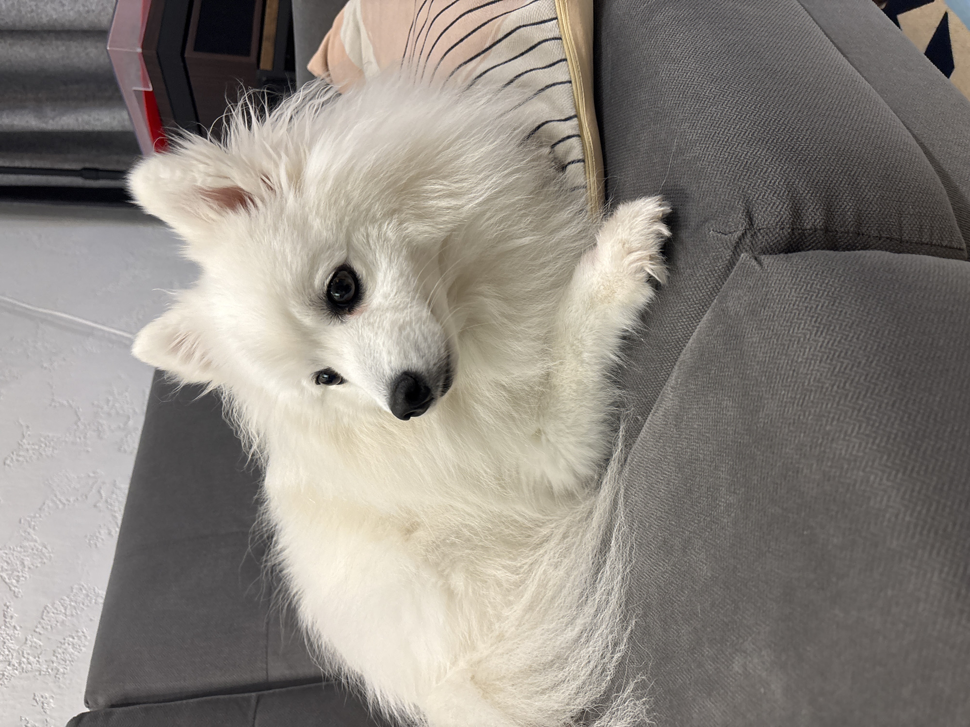 White Pomeranian relaxing on a gray couch in Kazan