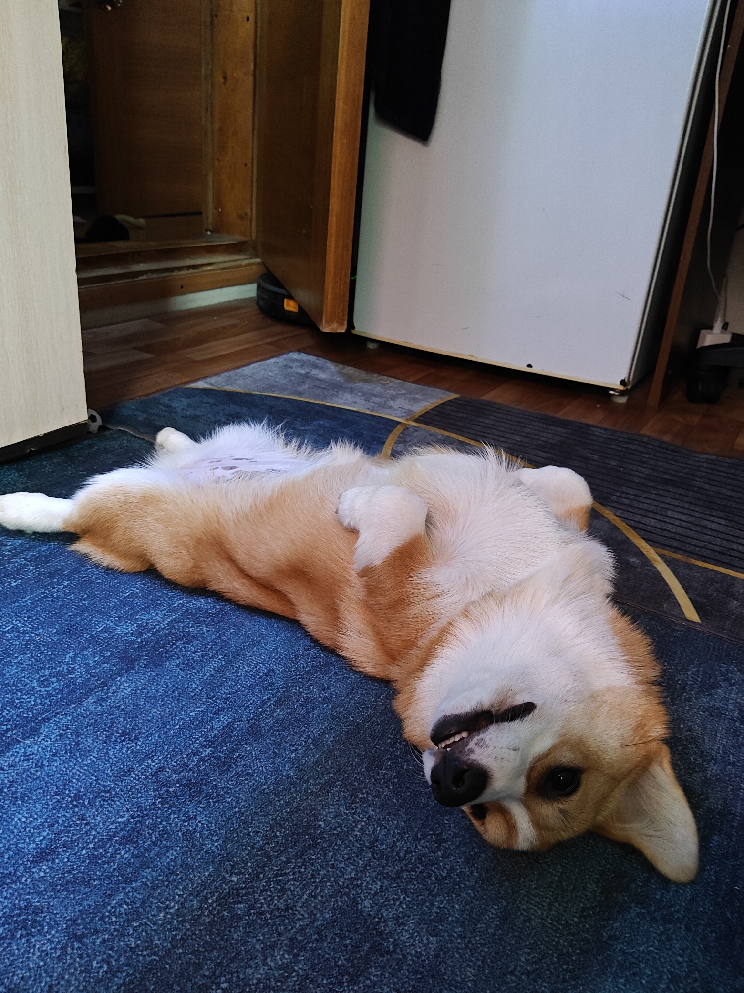 Corgi fully relaxing on a blue carpet in Russia