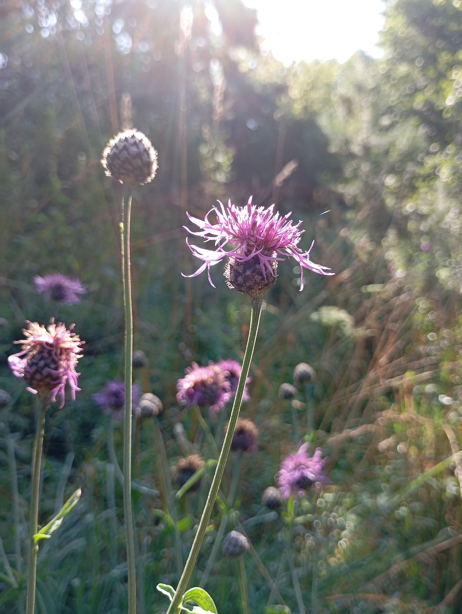 Summer morning in Chaikovsky: nature walks, a cat, and home life