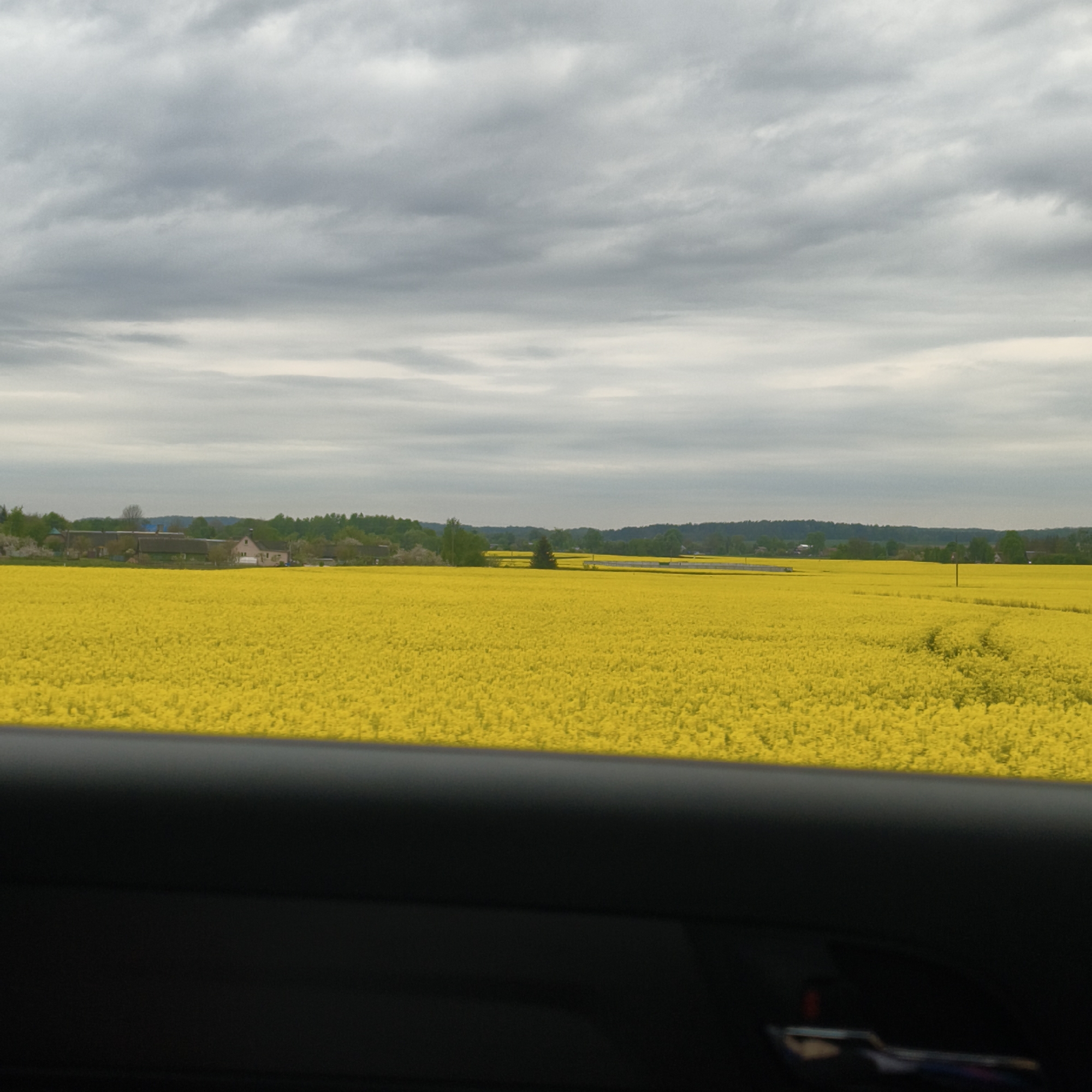 Rapeseed fields bloom across Belarus countryside, witnessed from vehicle