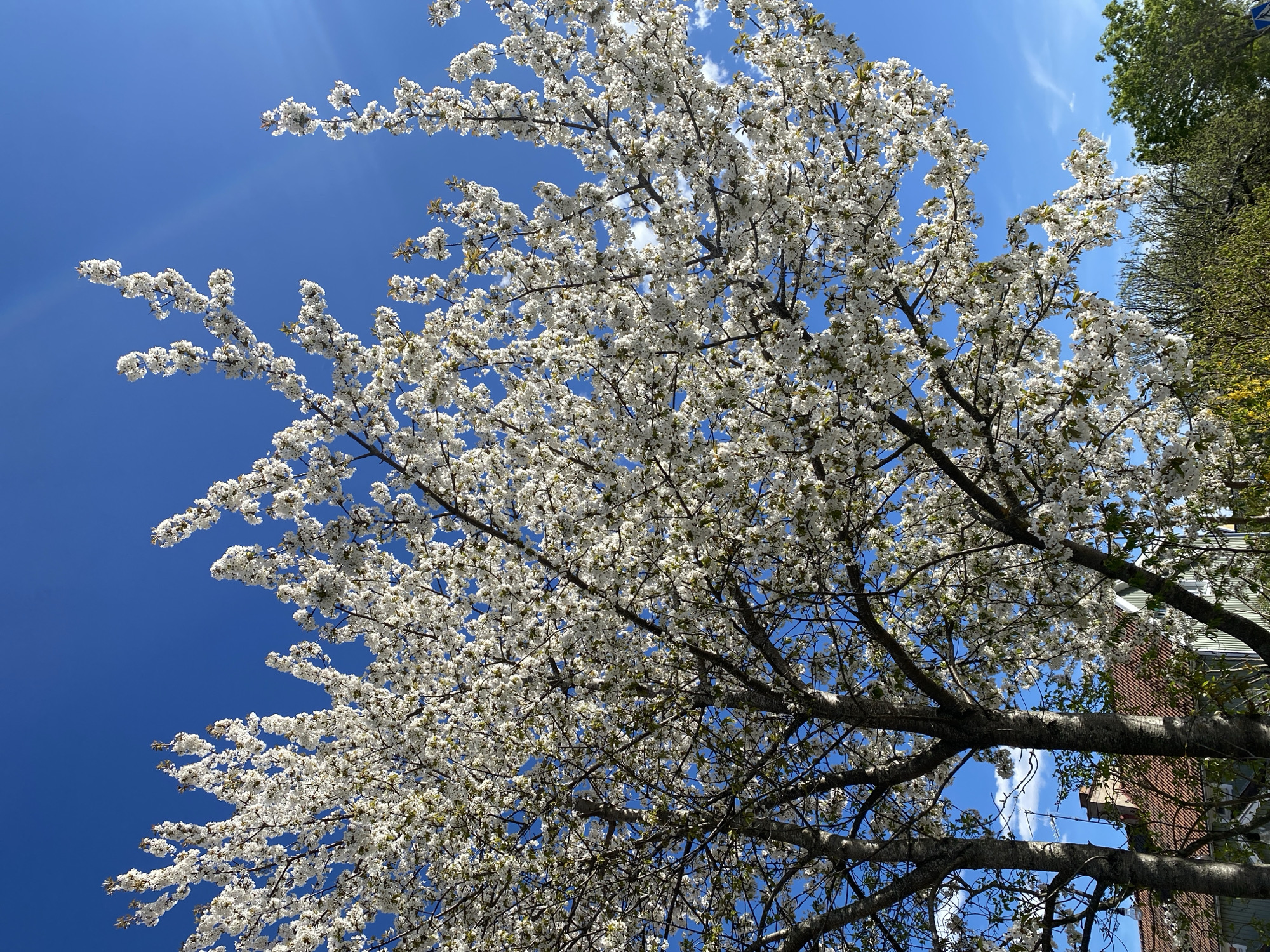 Spring day scenes documented across Uppsala, Sweden