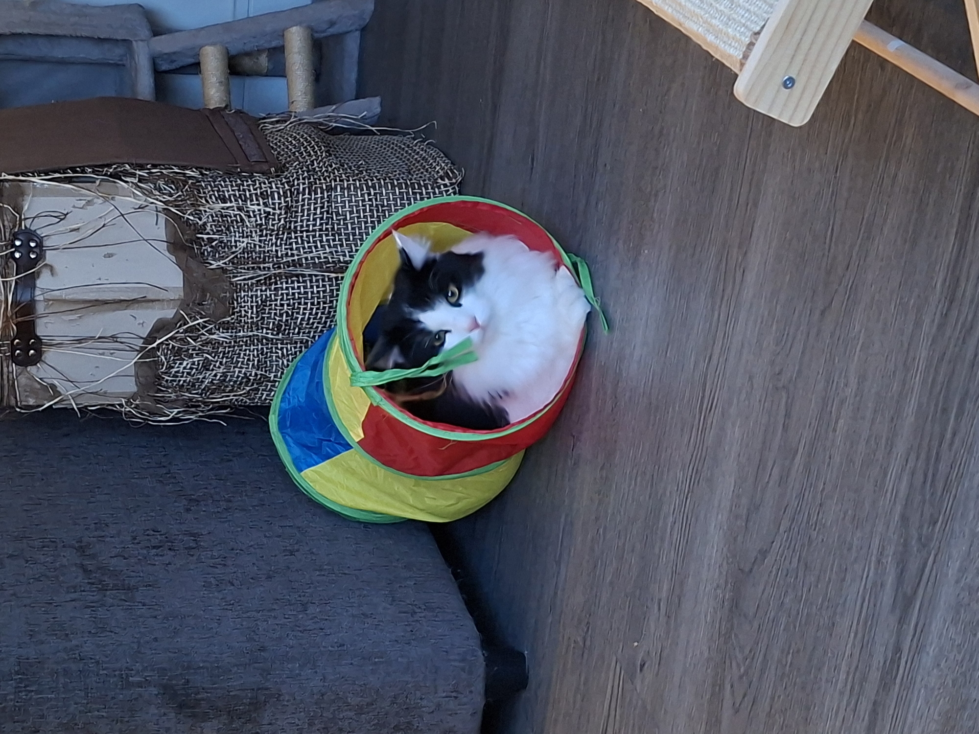 Black and white cat chilling inside a colorful play tunnel